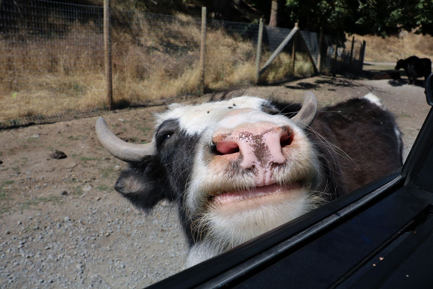 Moo!