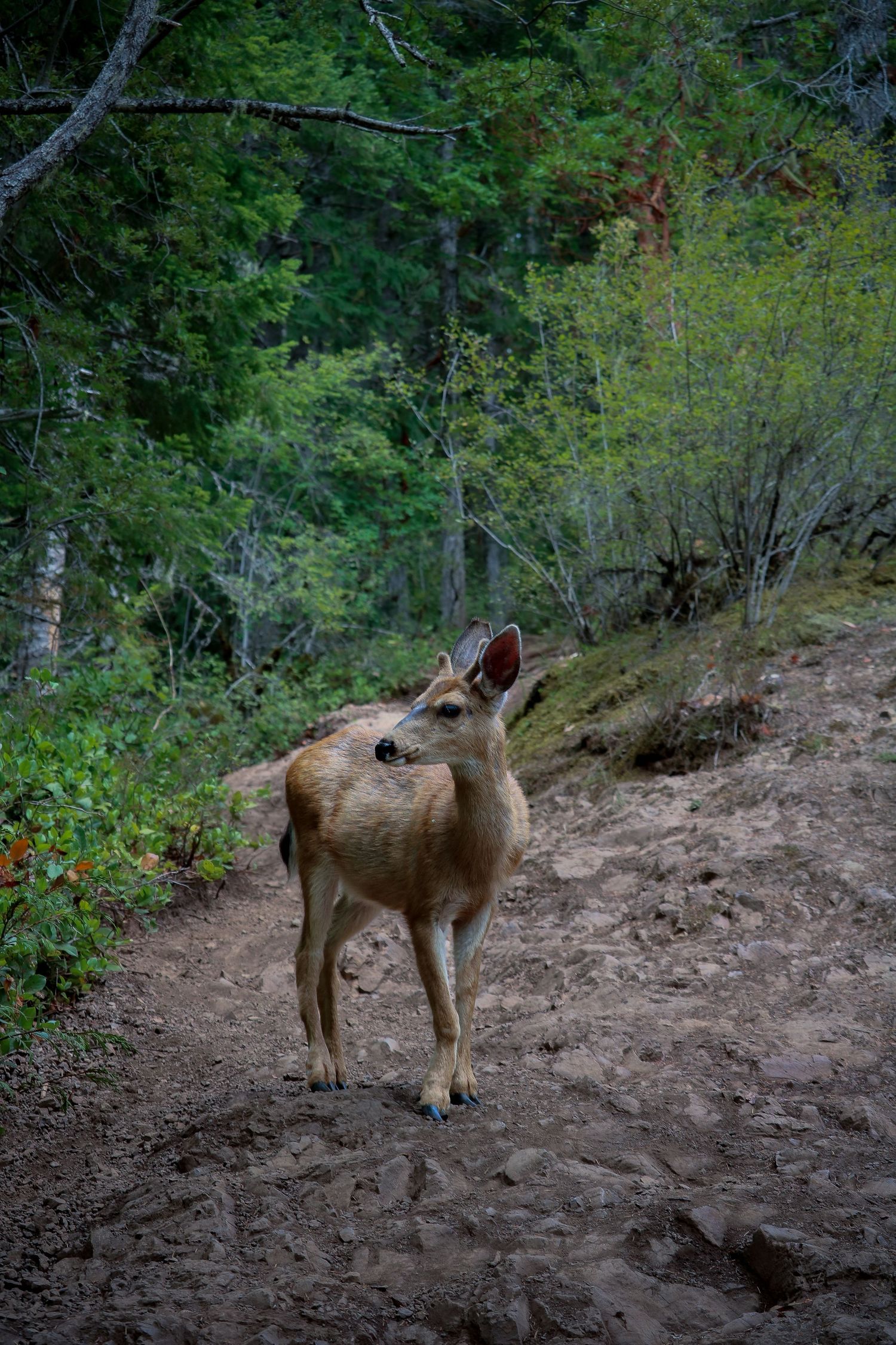 Black tailed deer 1