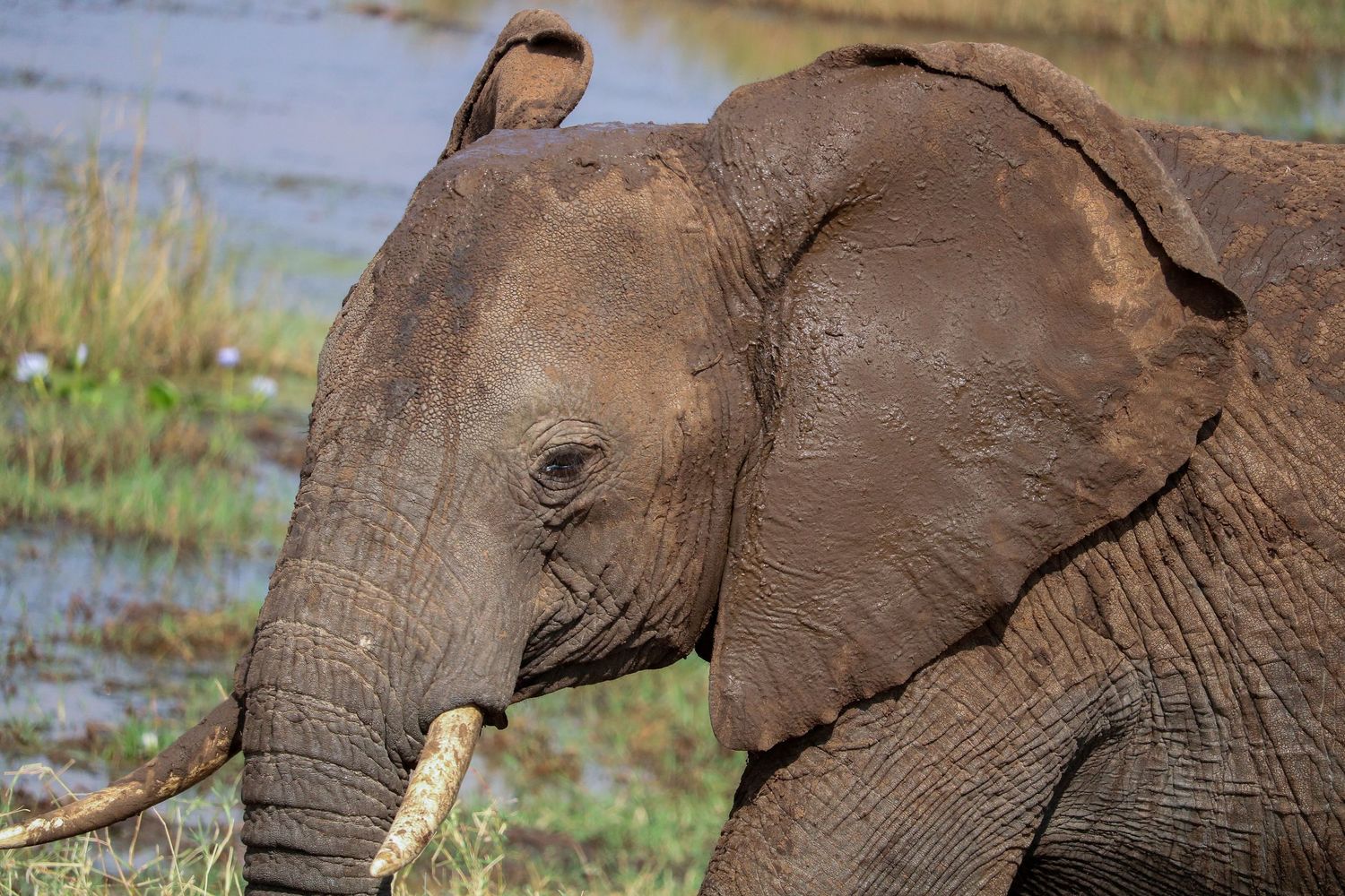Watchful elephant