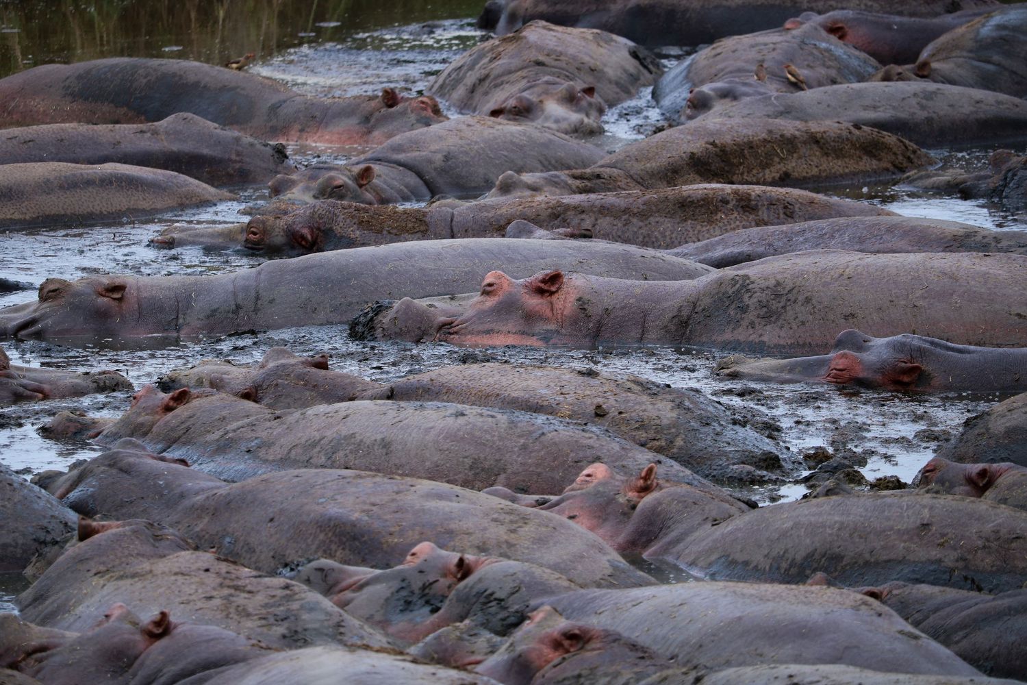 Hippo pool
