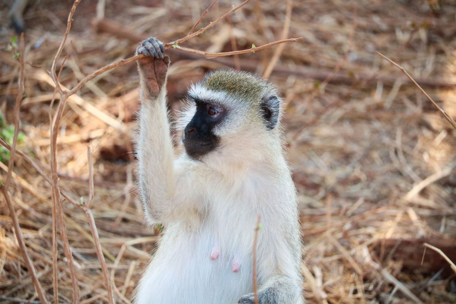 Vervet monkey