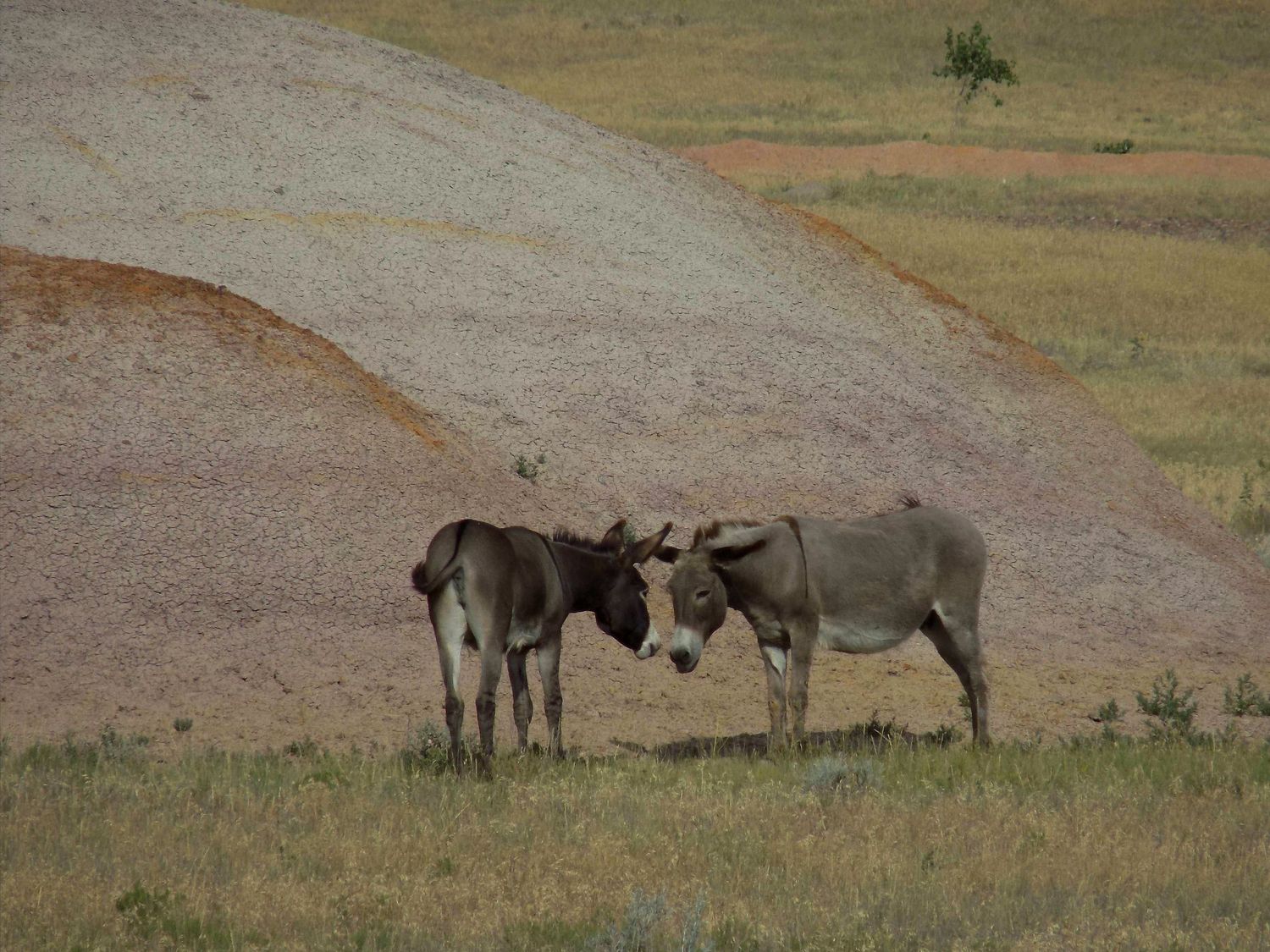 Donkey kisses in South Dakota