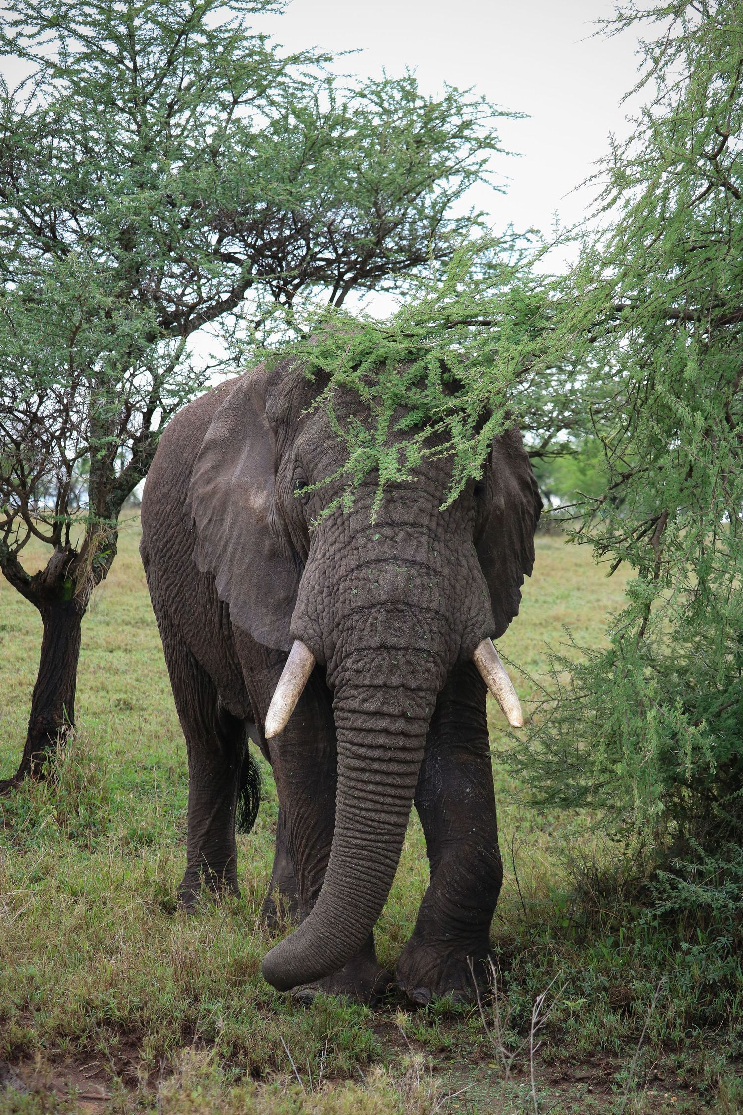 Elephant among the brush