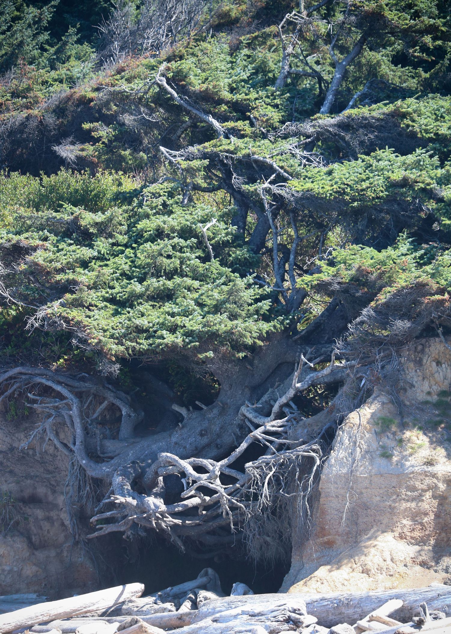 The tree of life