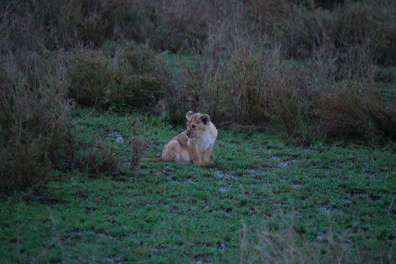 Curious cub exploring the savanna