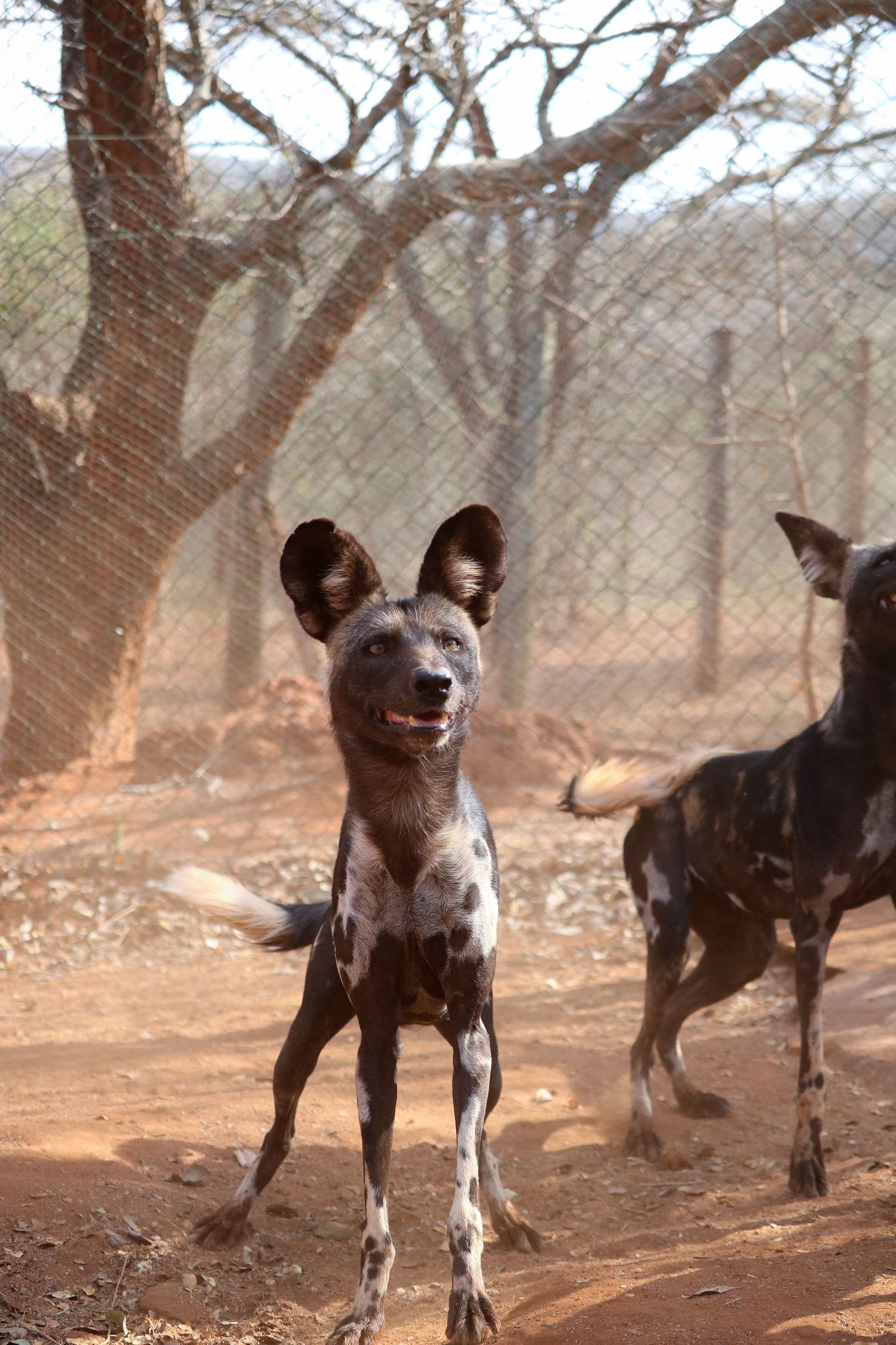 African Wild Dog awaiting dinner