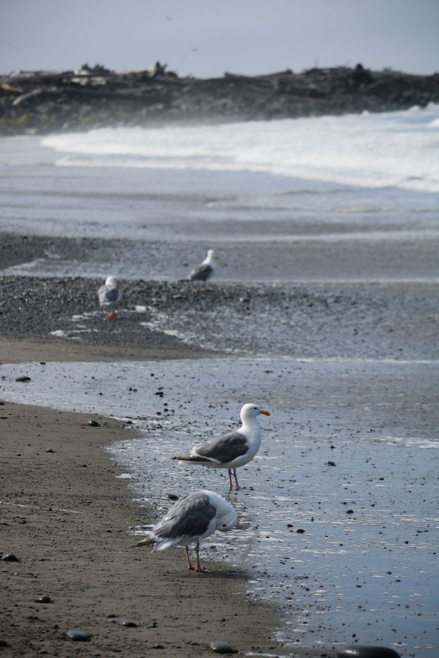 Seagulls watching the tide