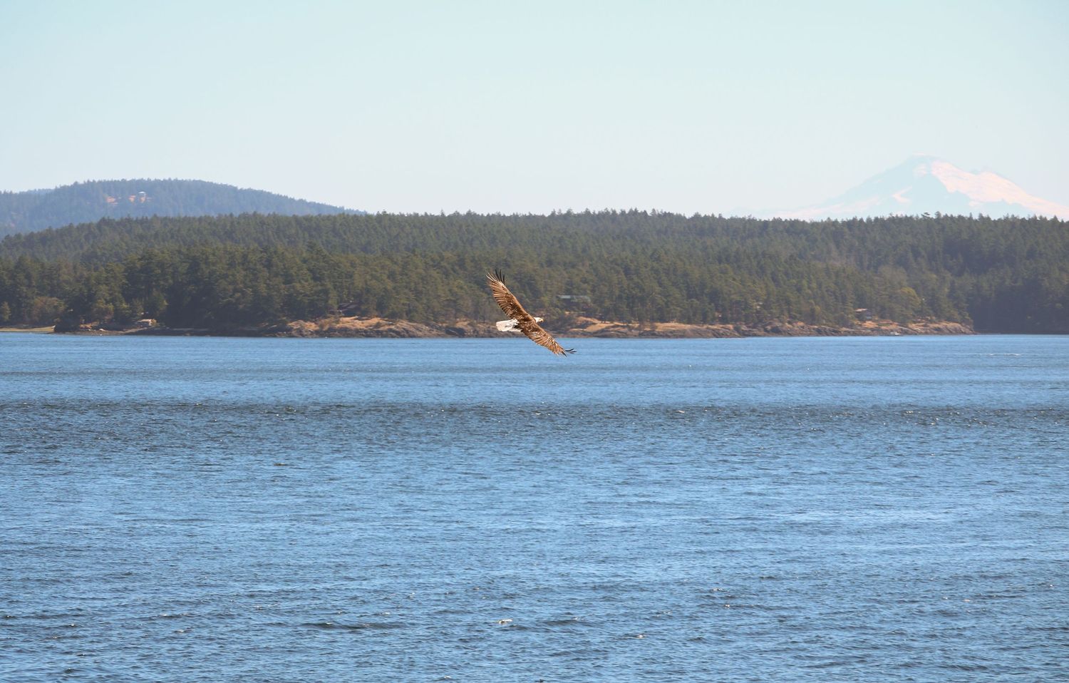 Bald Eagle sighting before Mt. Rainier