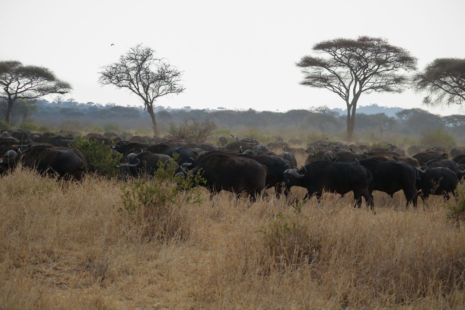 Rhythm of the savanna