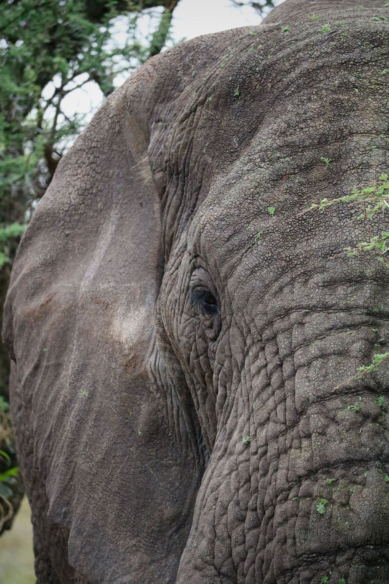 Reverent elephant