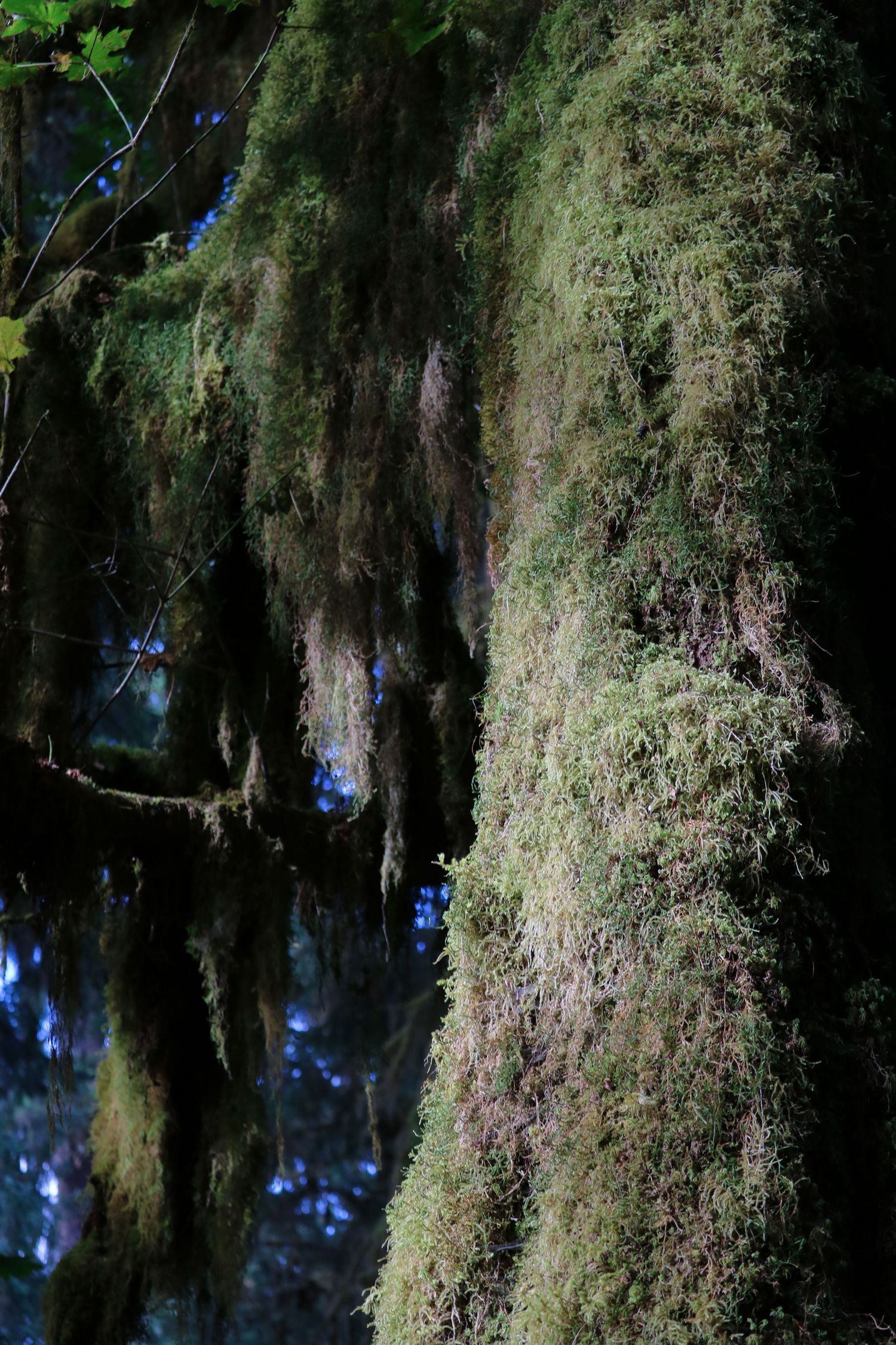 Moody woods of Washington