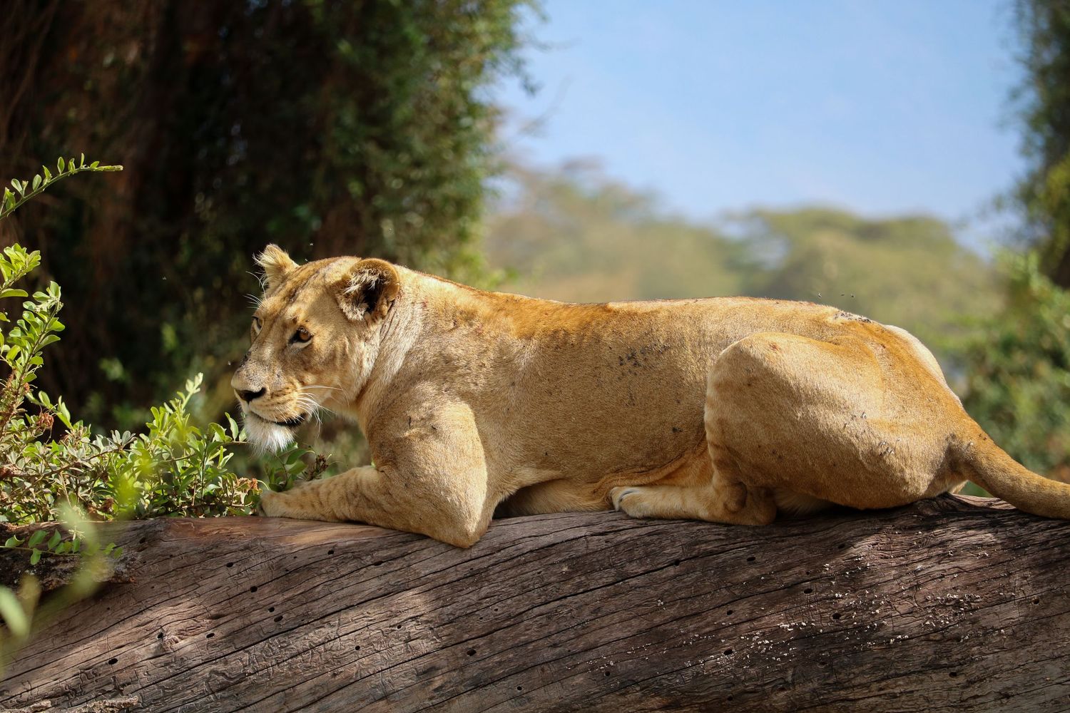 Watchful lioness