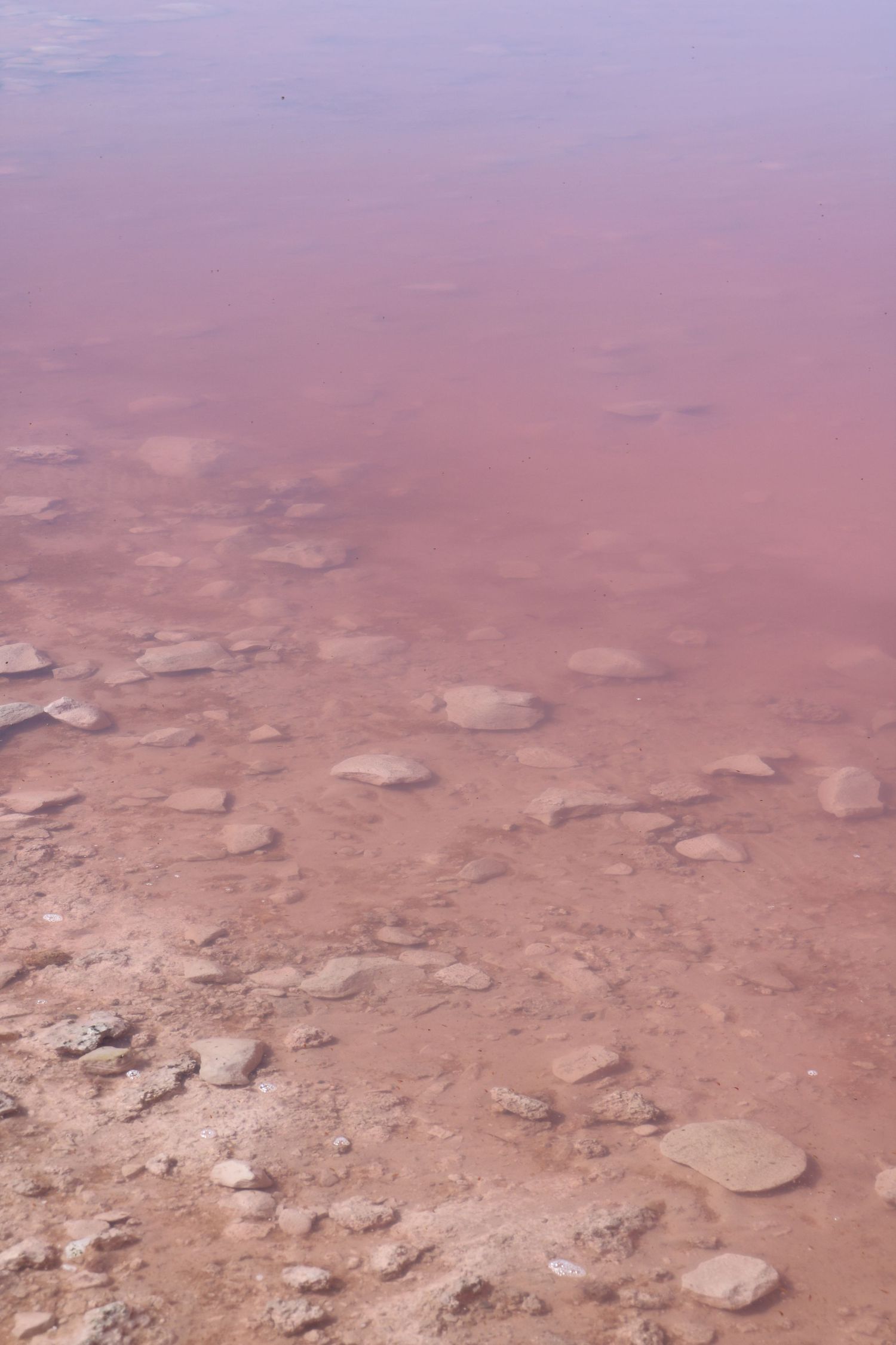 Pink paradise 3