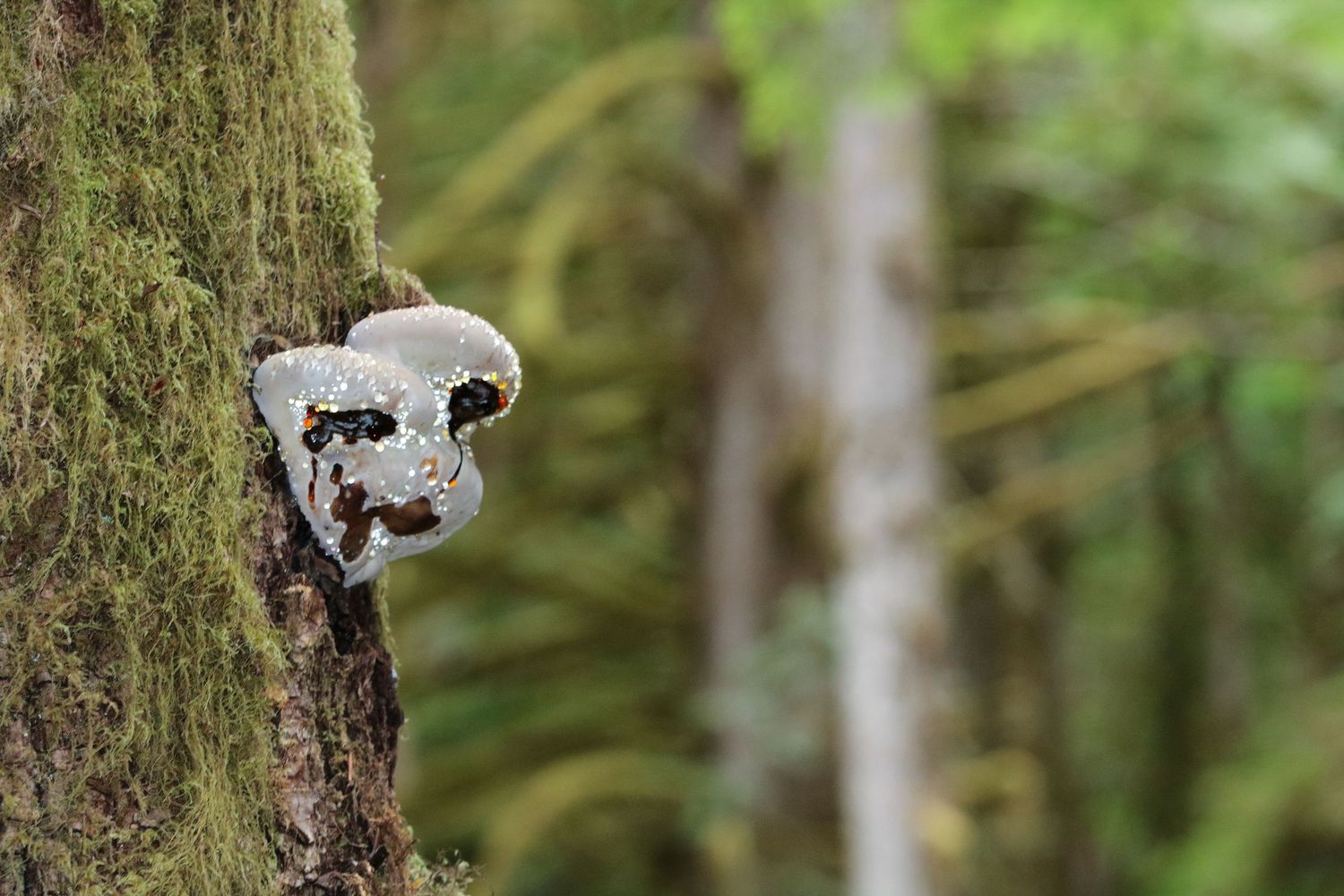 Forest fungi