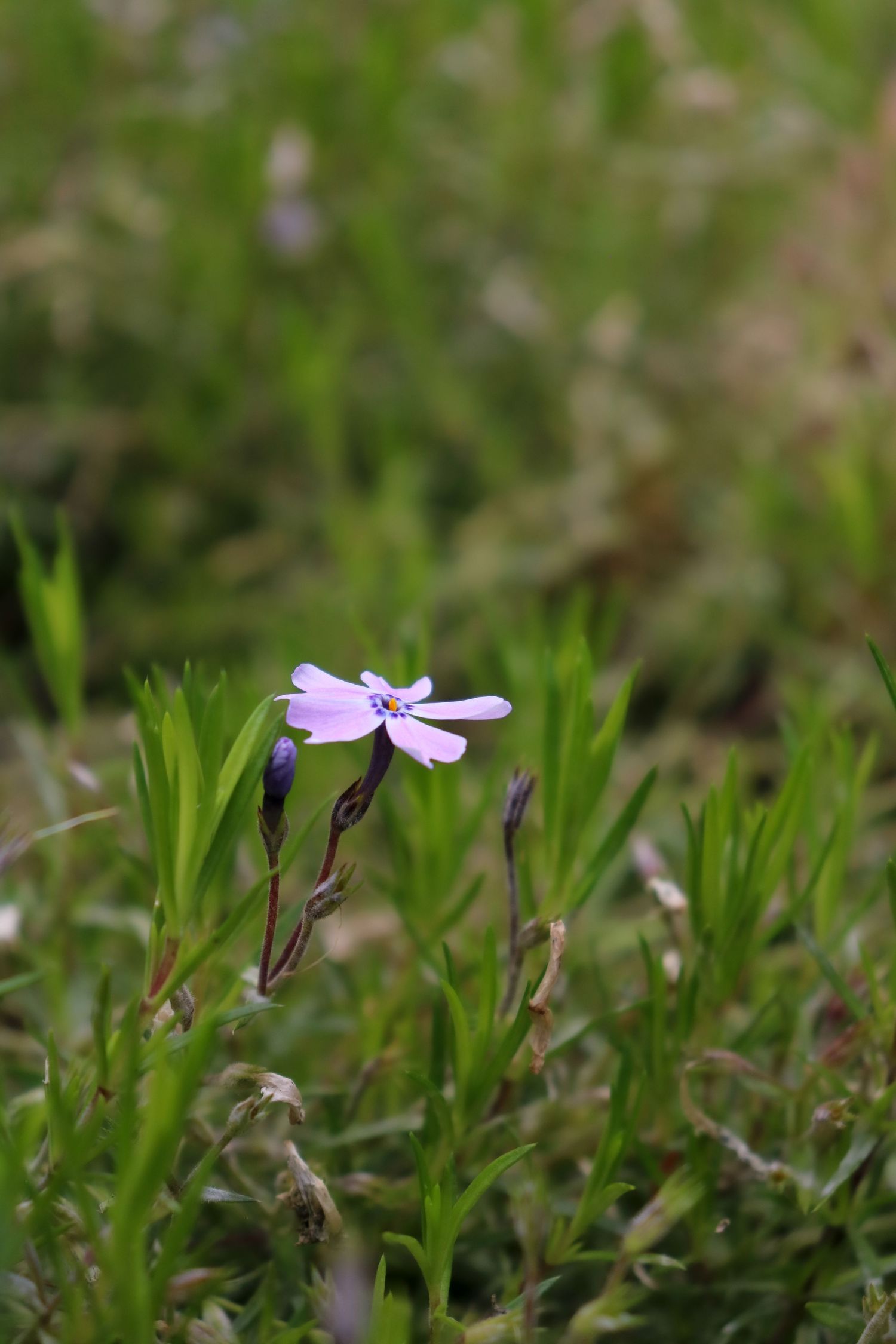Spring blooms
