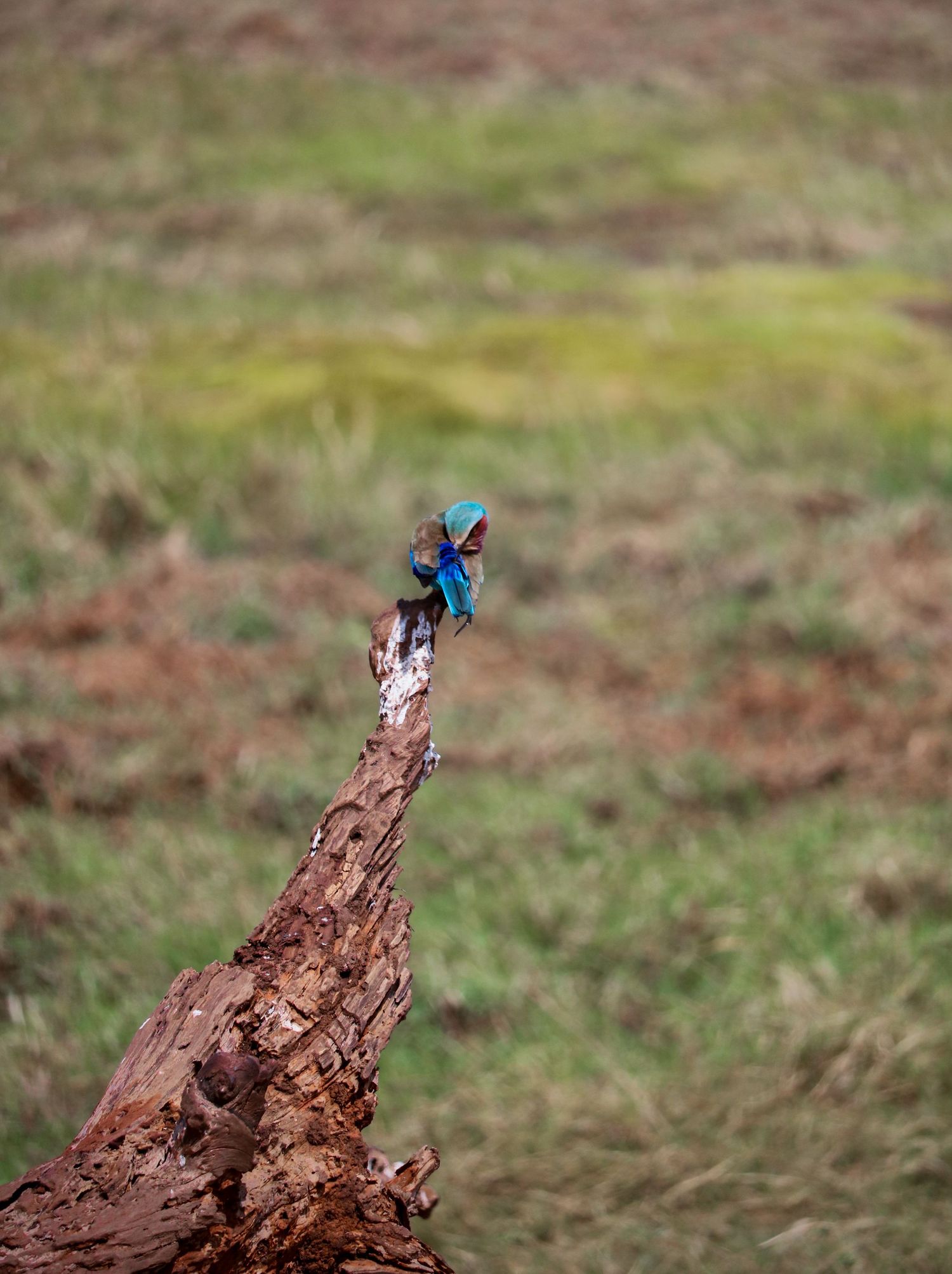 Lilac-breasted roller