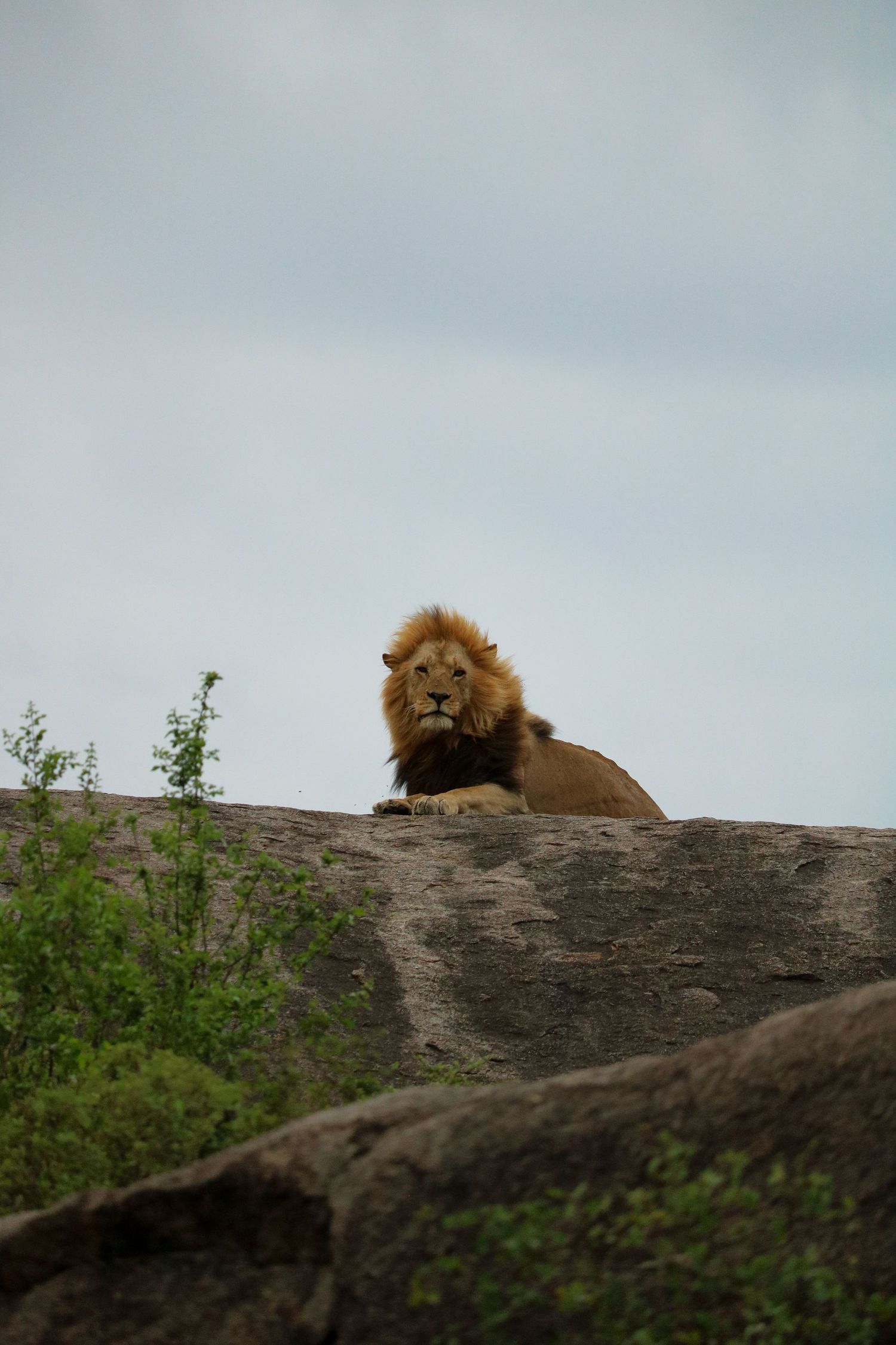 King of the savanna
