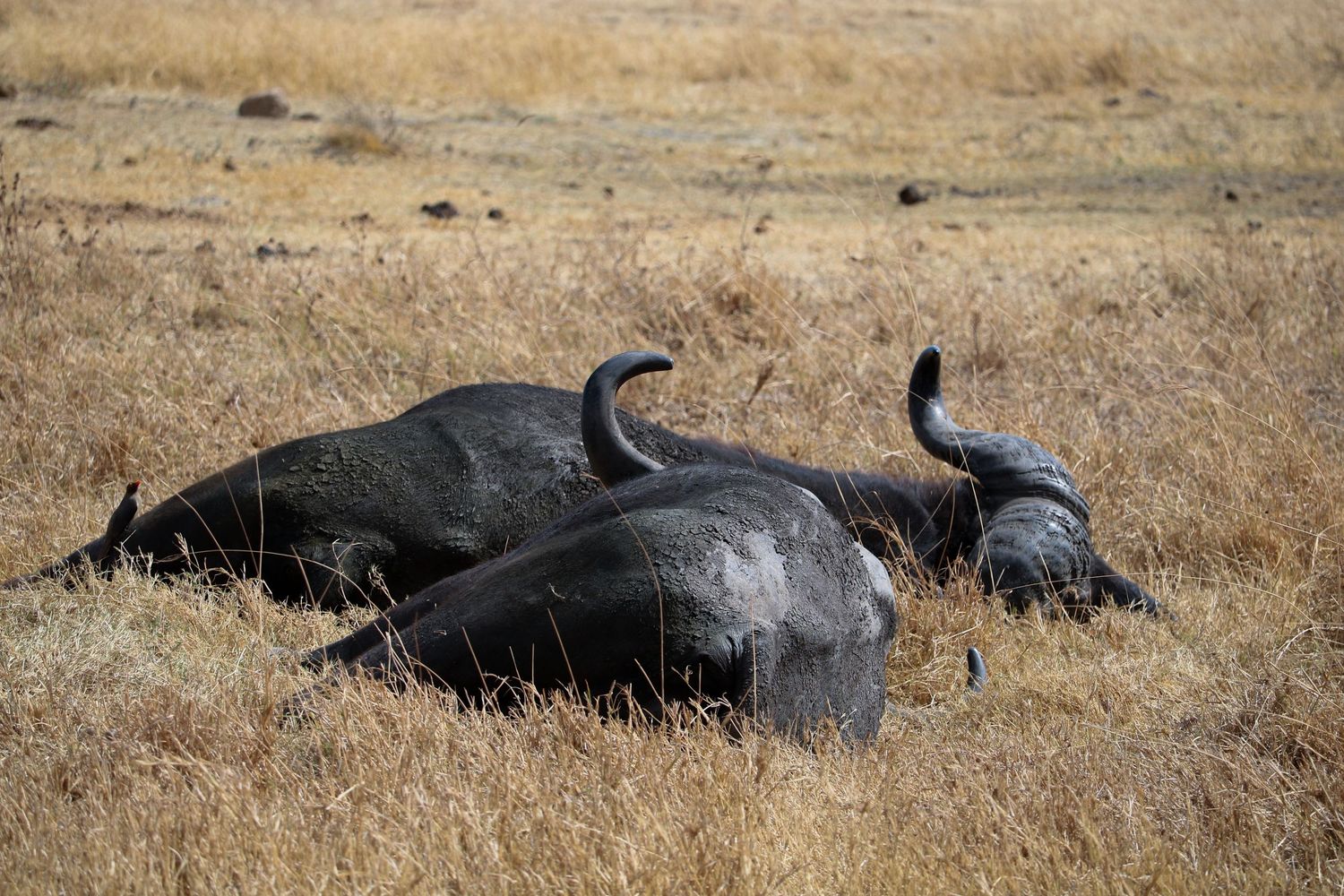 Afternoon nap-time for the water buffalo