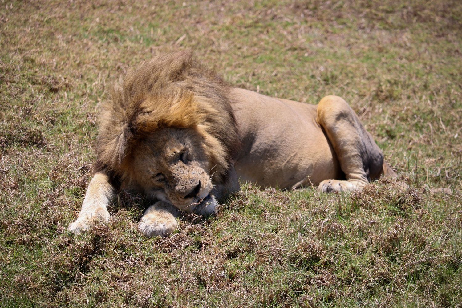 Tired lion