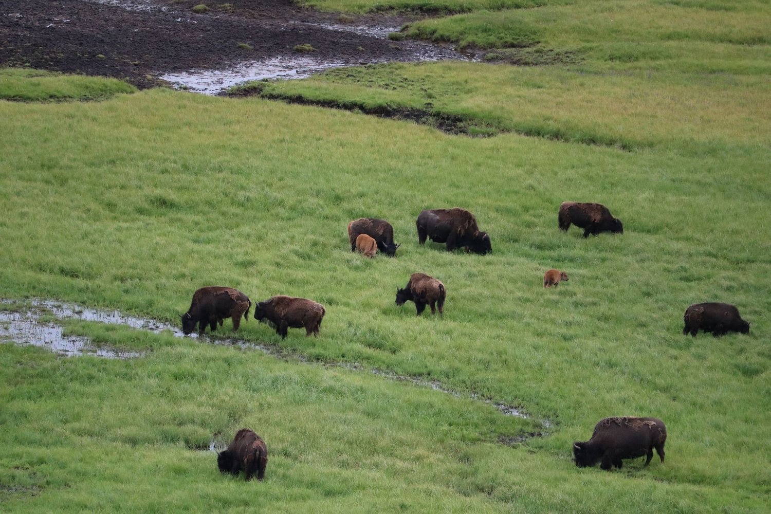 Generations of bison 1