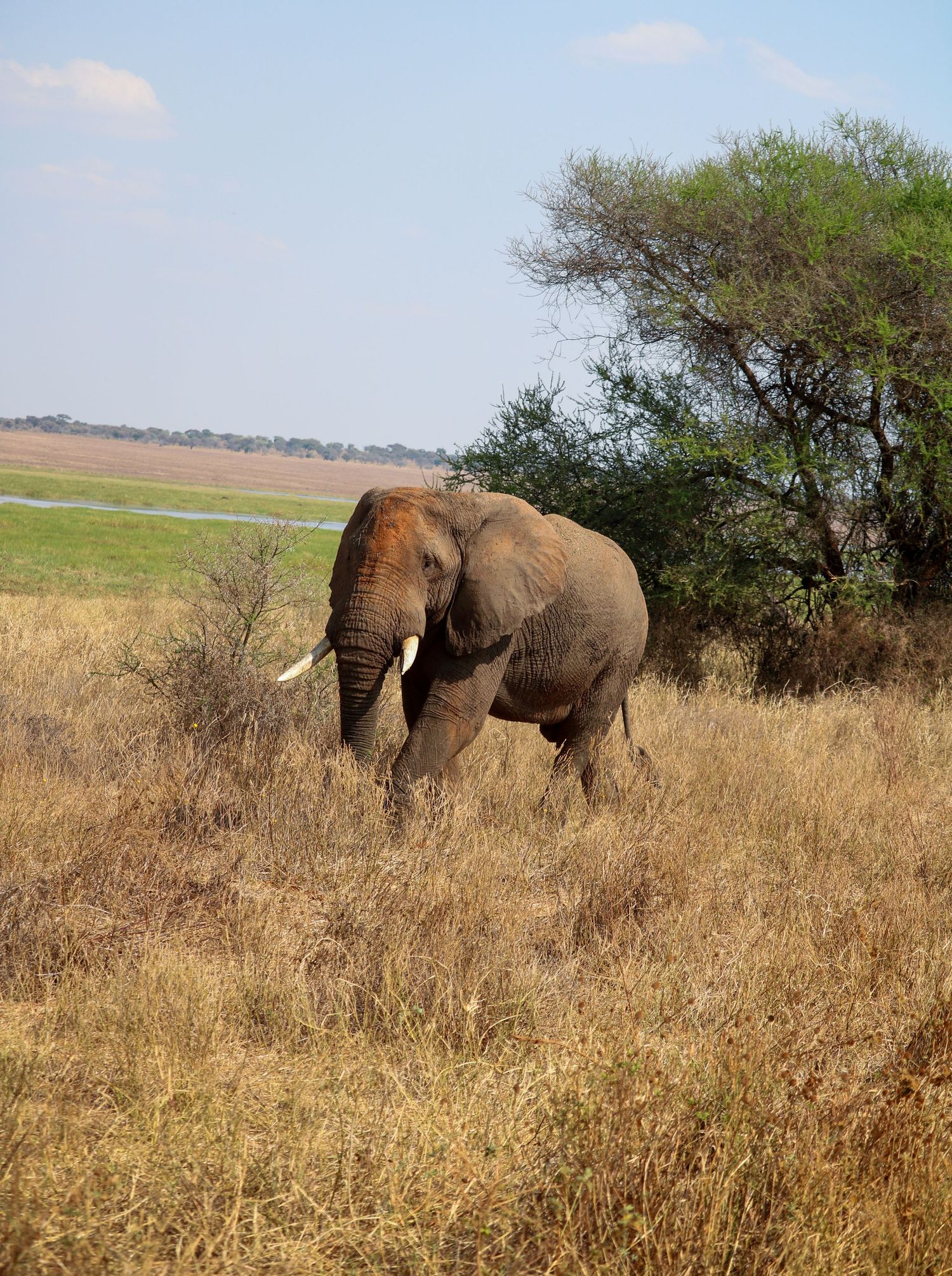Solitary elephant of the savanna