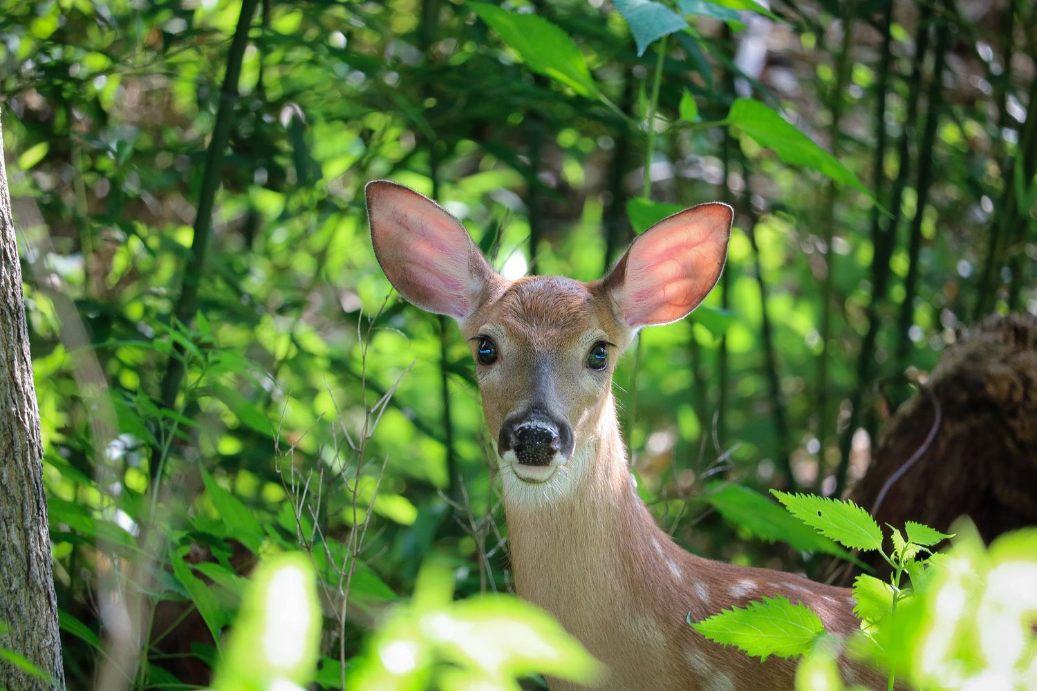 Spring fawn in the Northeast