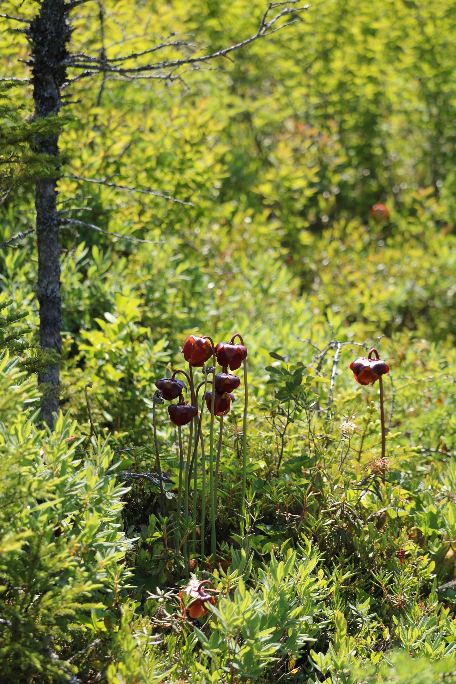 Blooms in the mountains of Maine