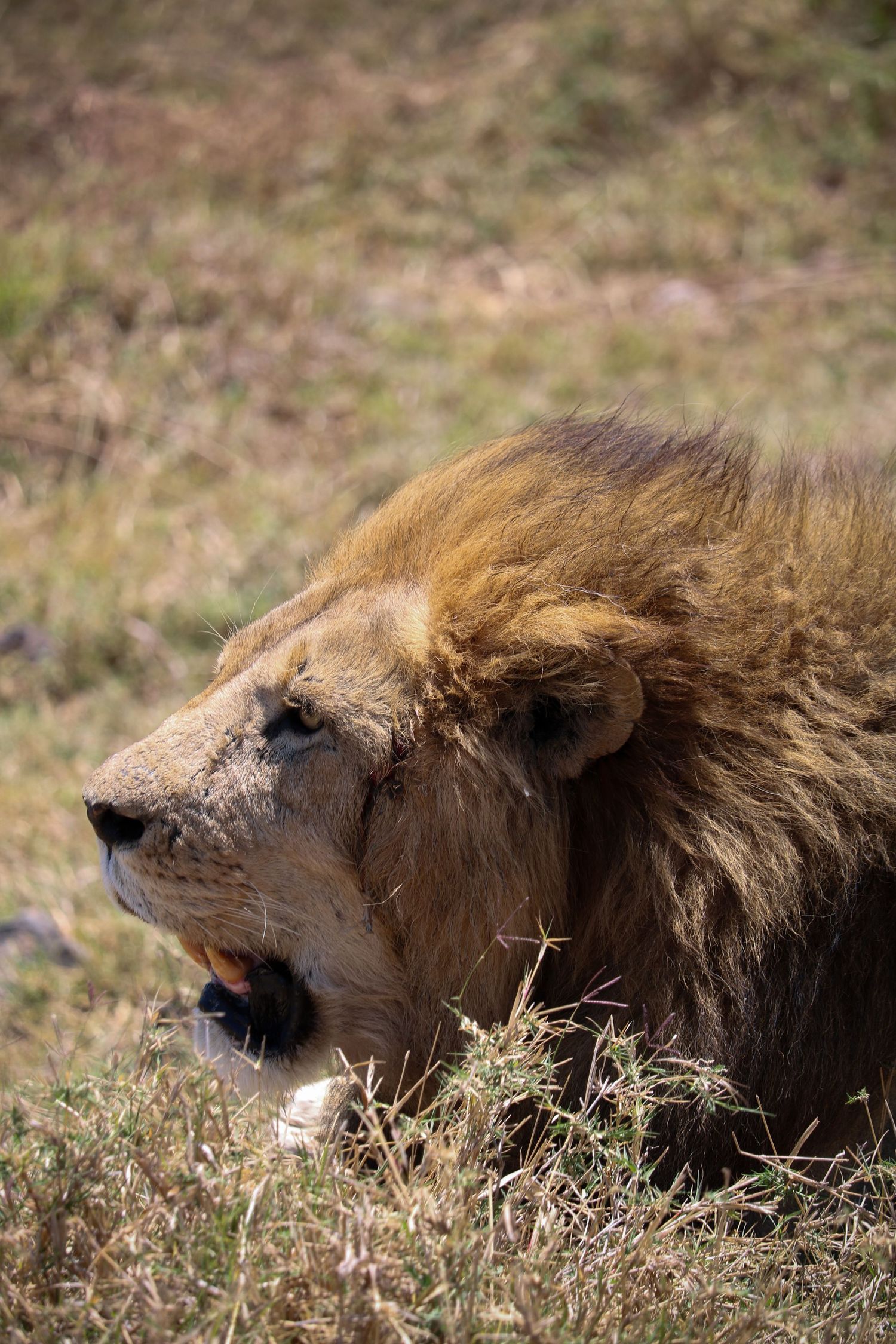 Watchful lion