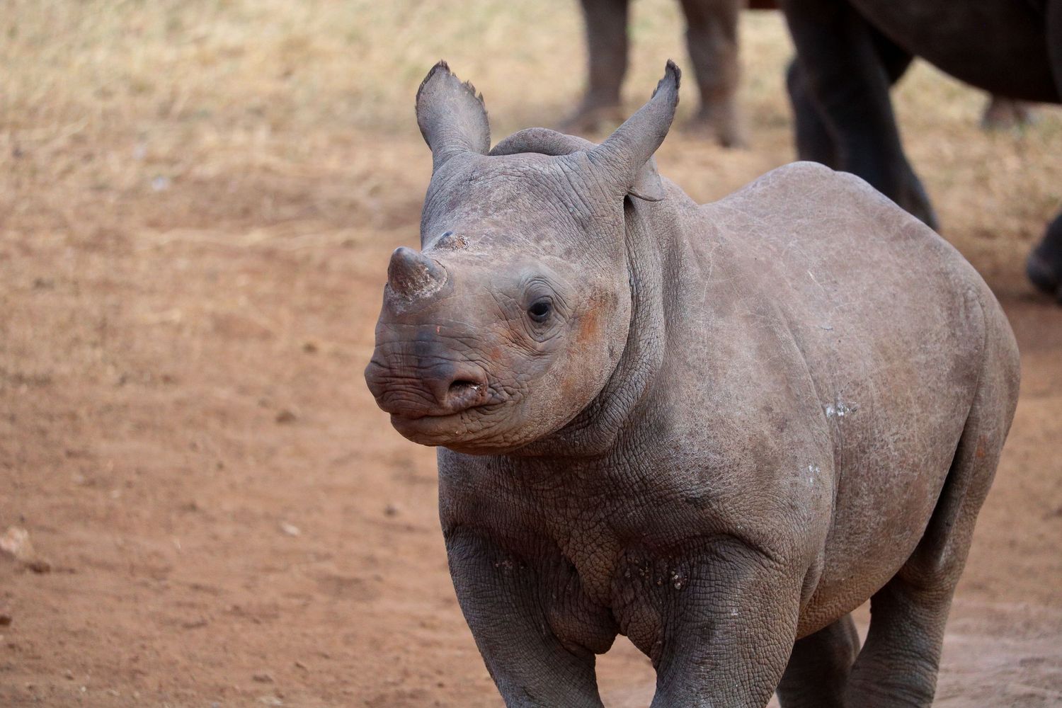 Baby black rhino