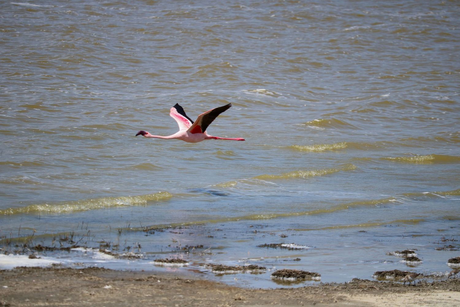 Contrast of flamingo against the water