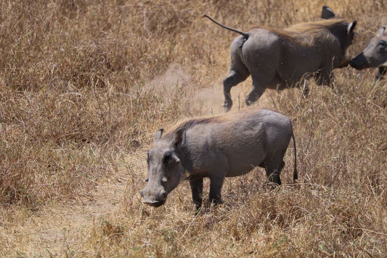 Warthogs 1