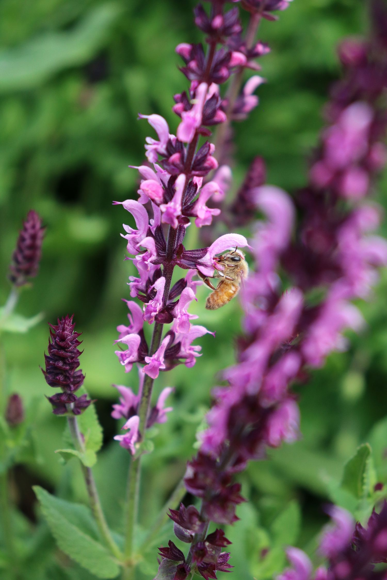 Honeybee pollination