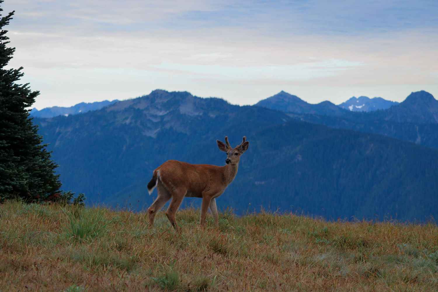 North Cascades National Park 4