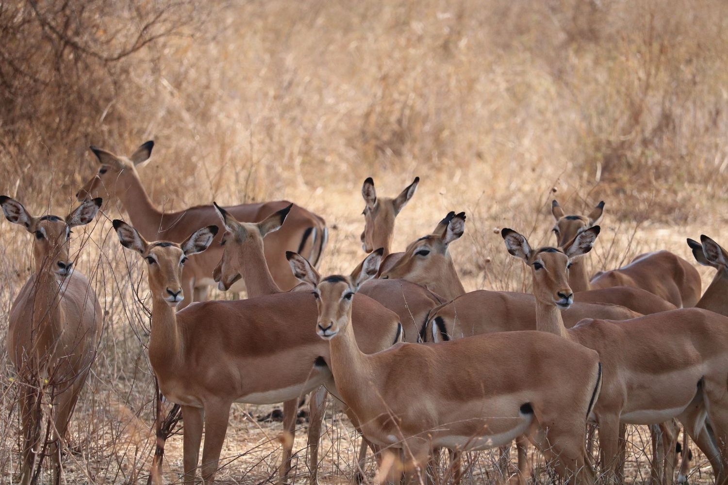 Impala party