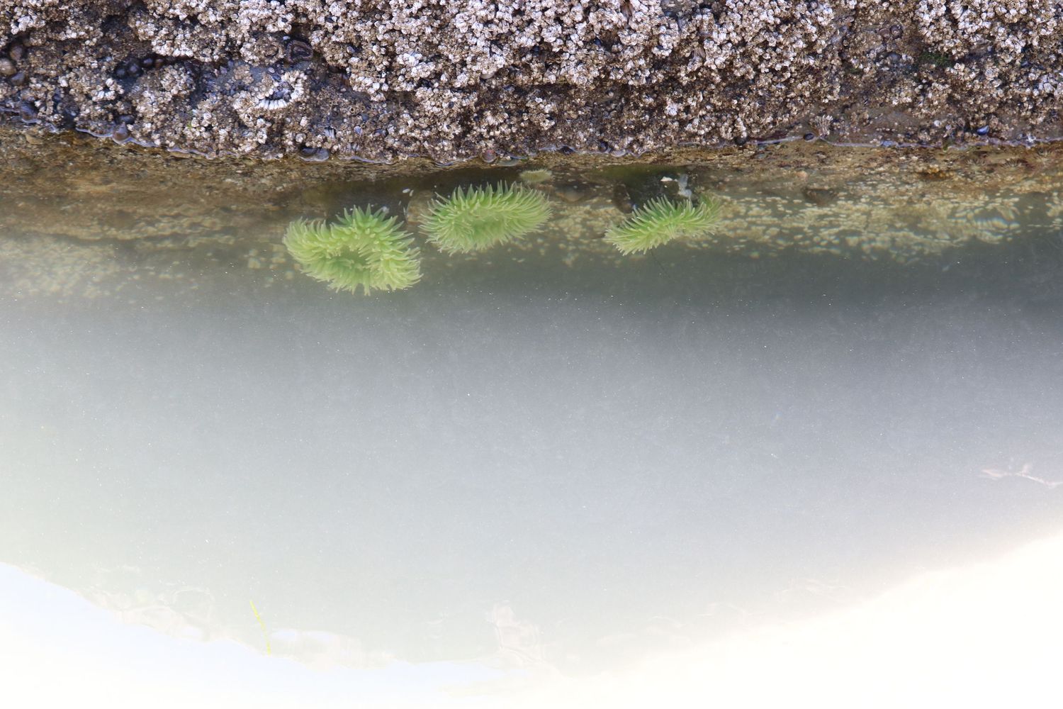 Life under the surface 2