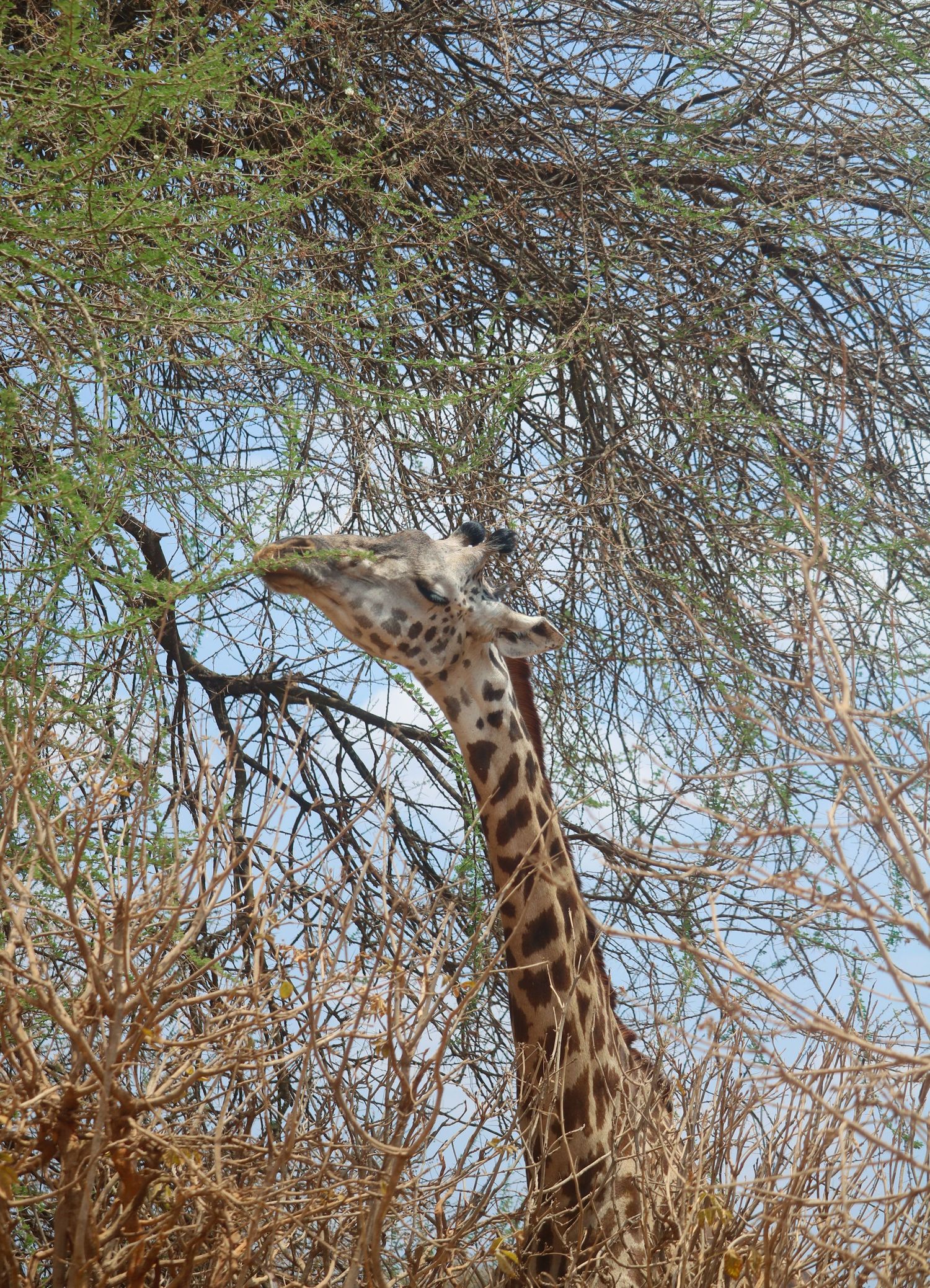 Giraffe snack