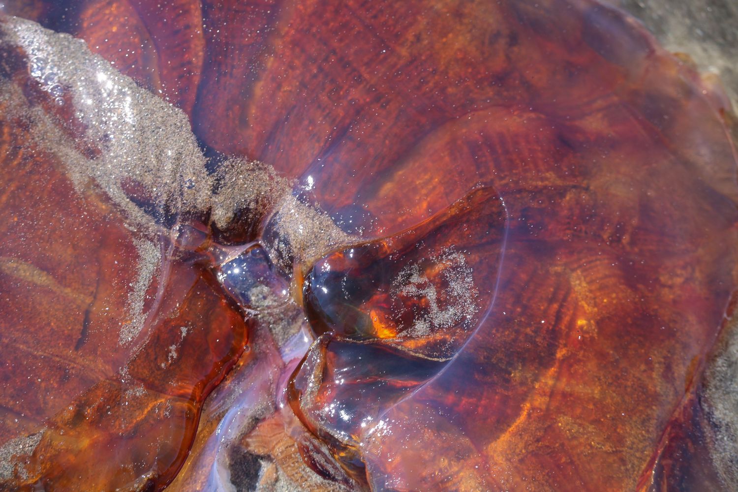 Jellyfish
