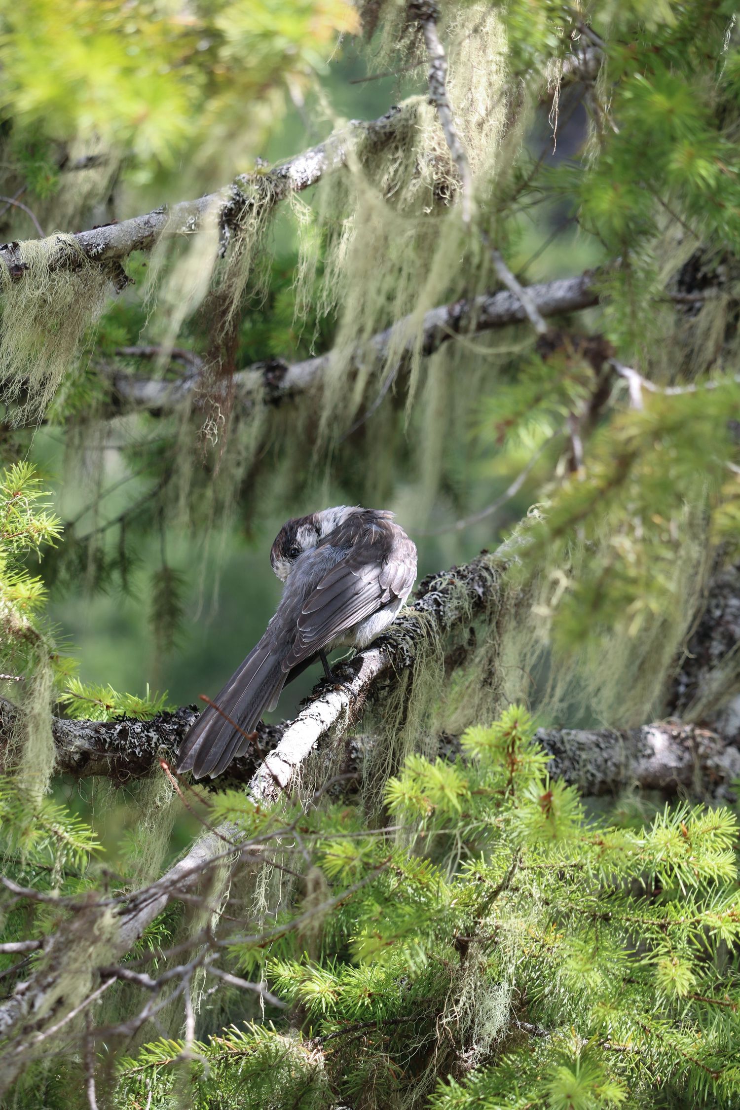 Asleep amidst the lichen