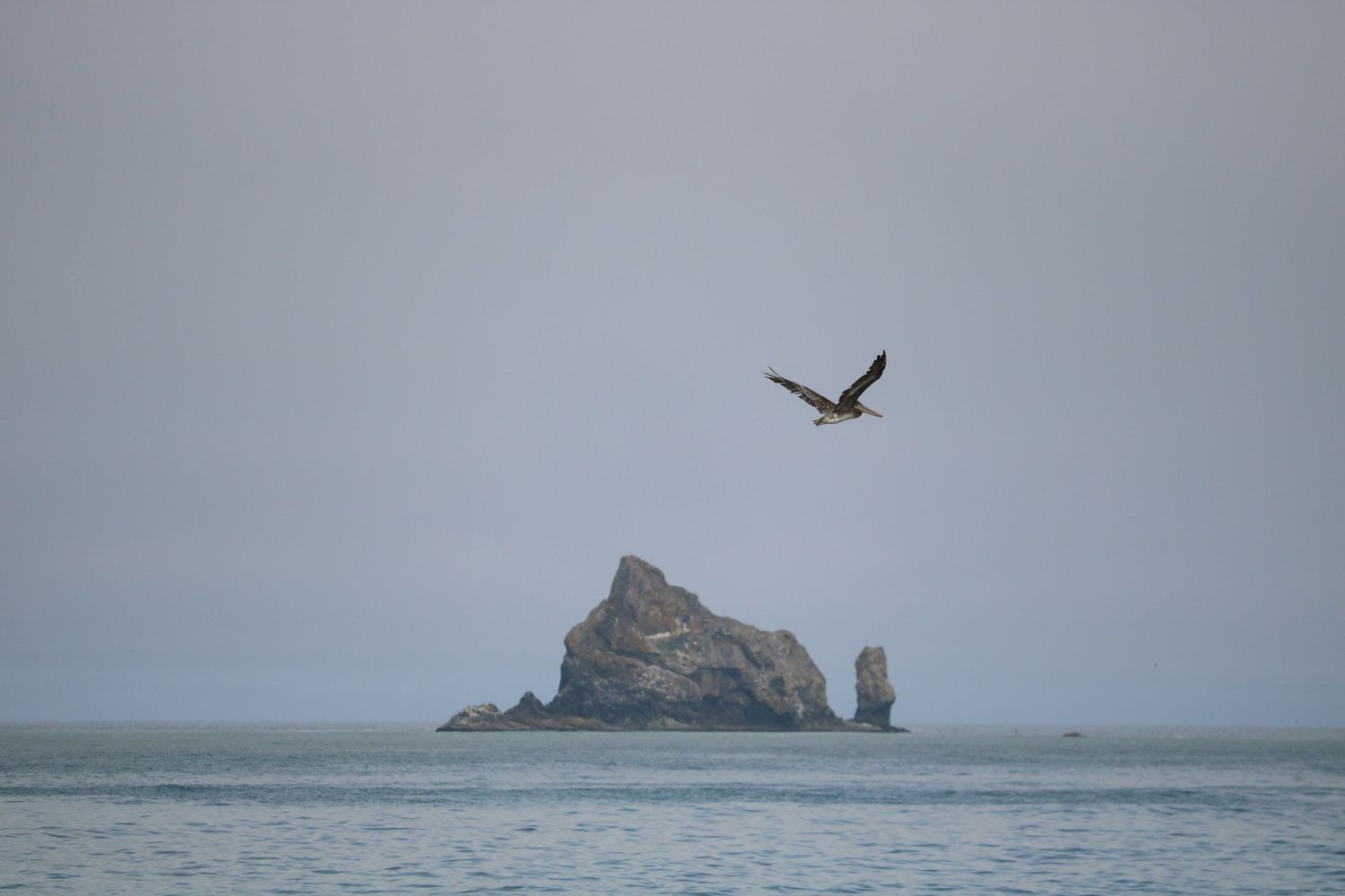 Pelican takes flight