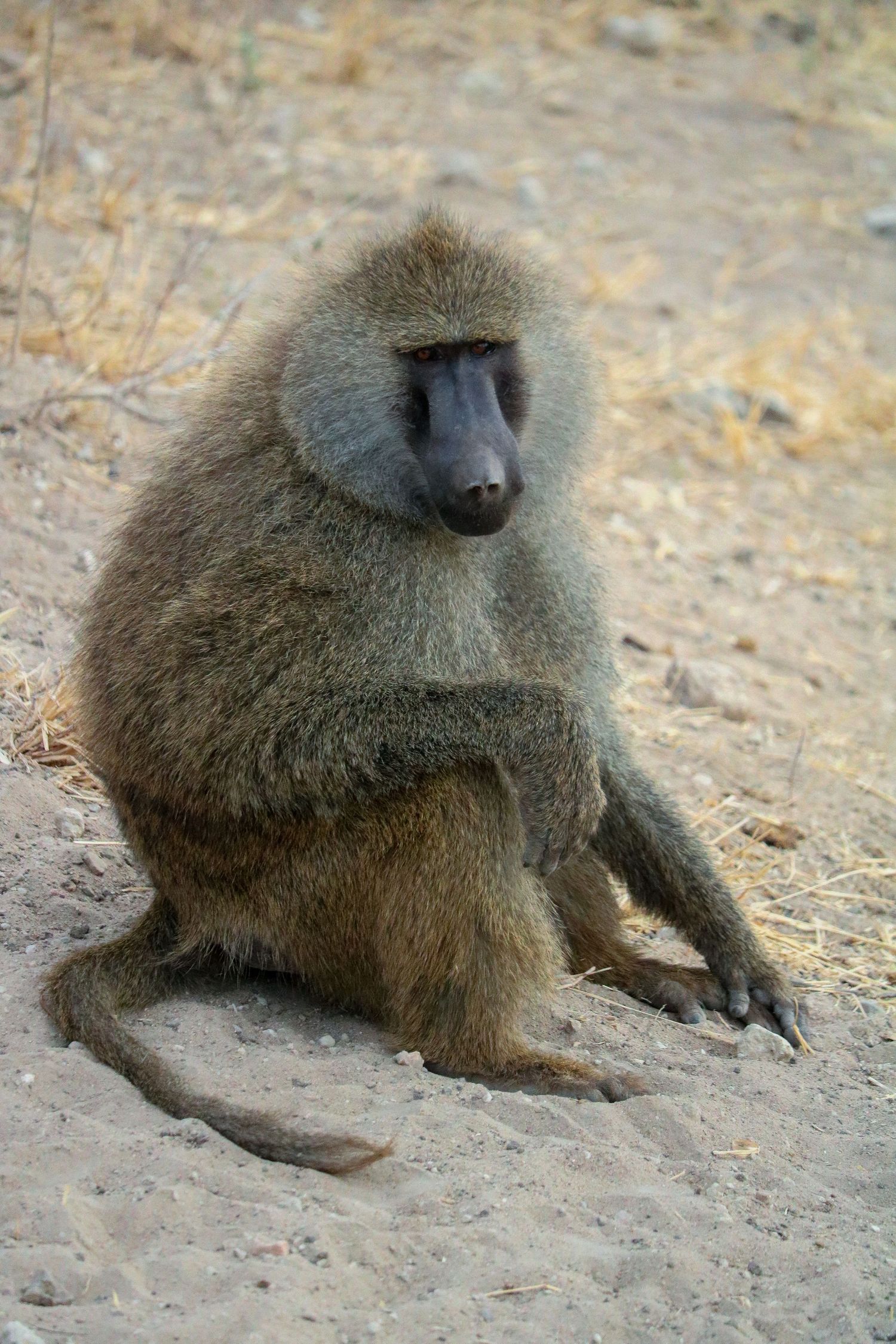 Off-duty mamma baboon
