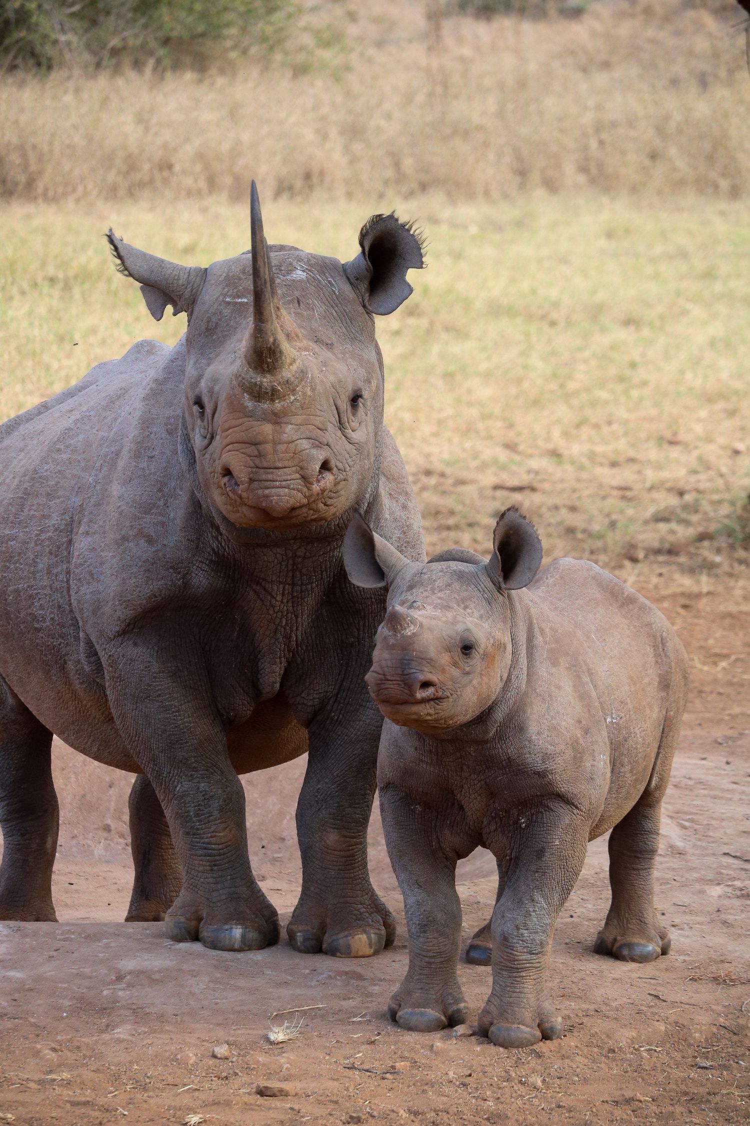 Mama and baby