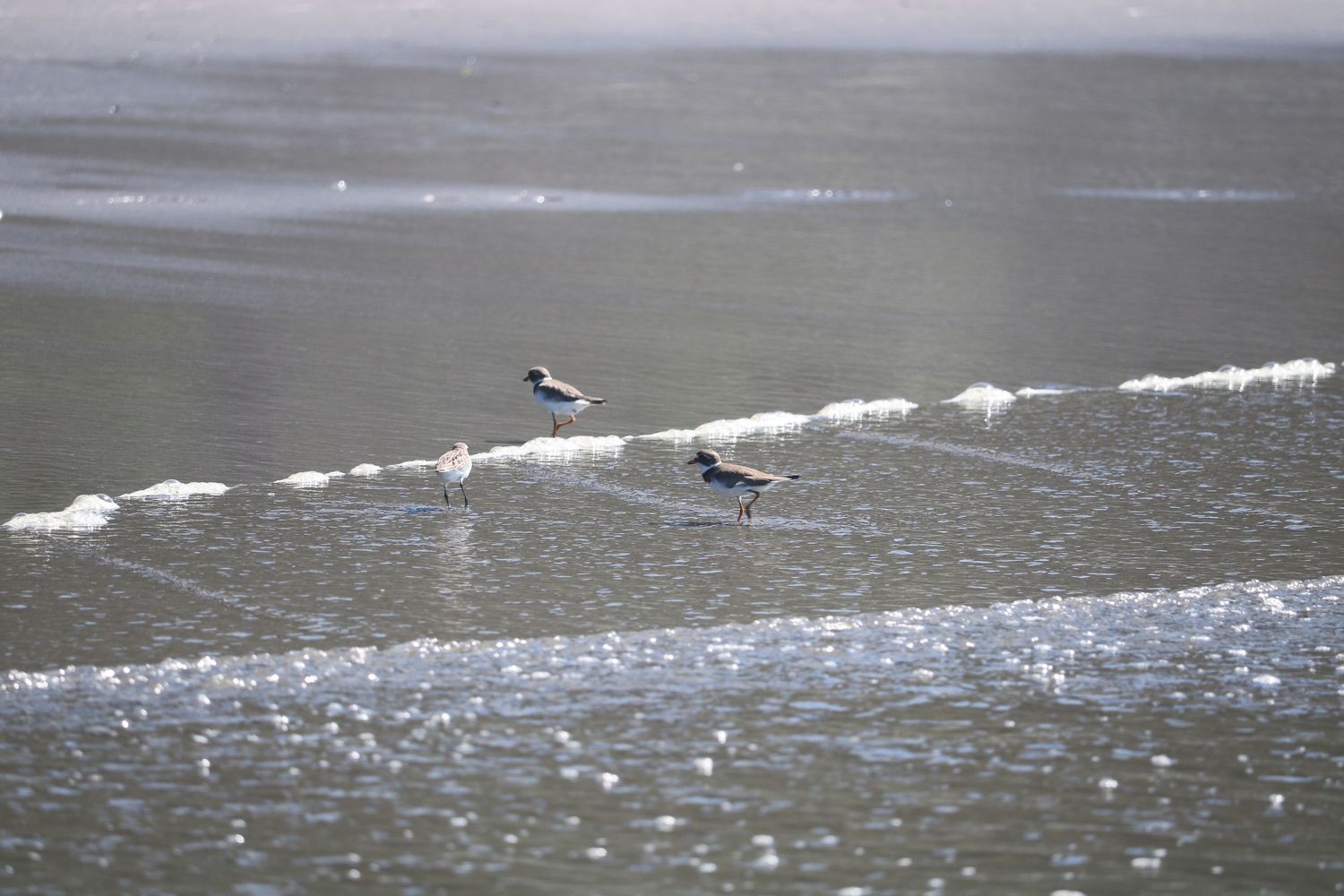 Sandpipers amidst the sparkling sea