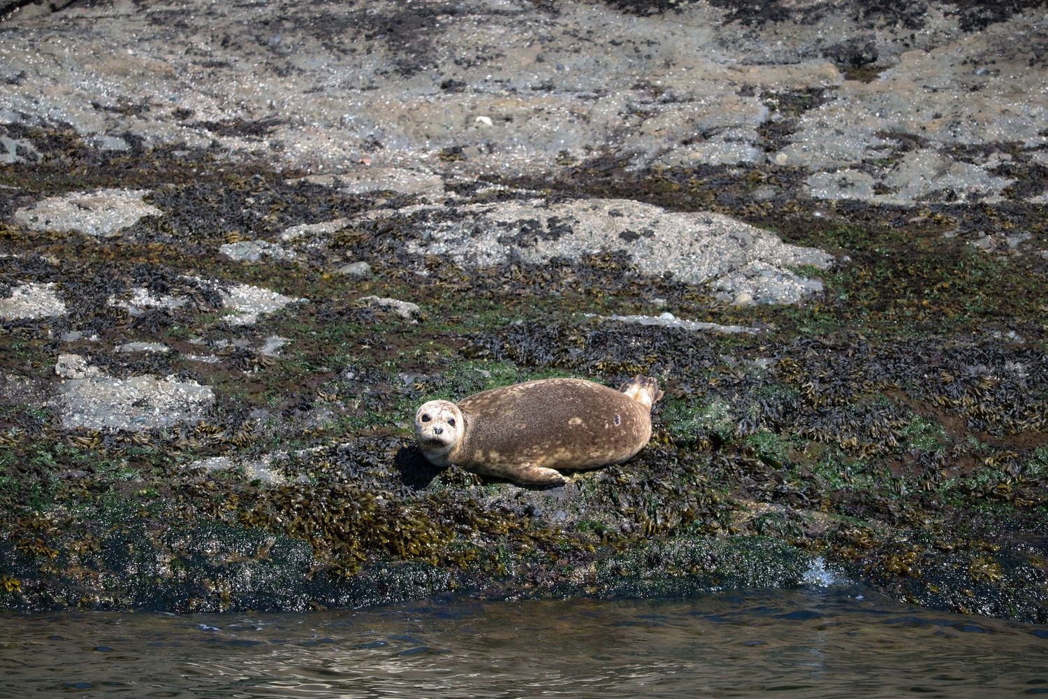 Coastal refugee