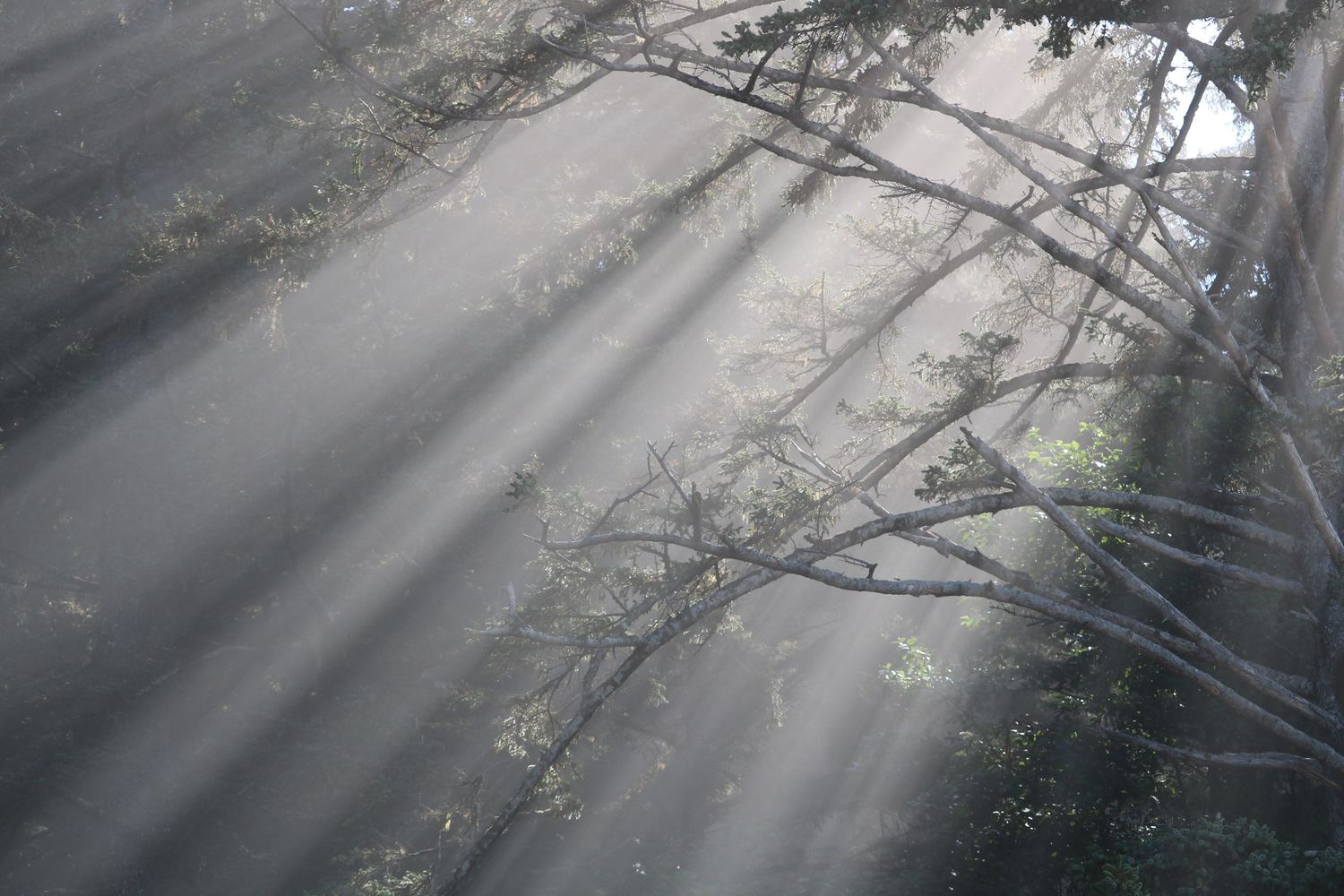 Morning rays 2