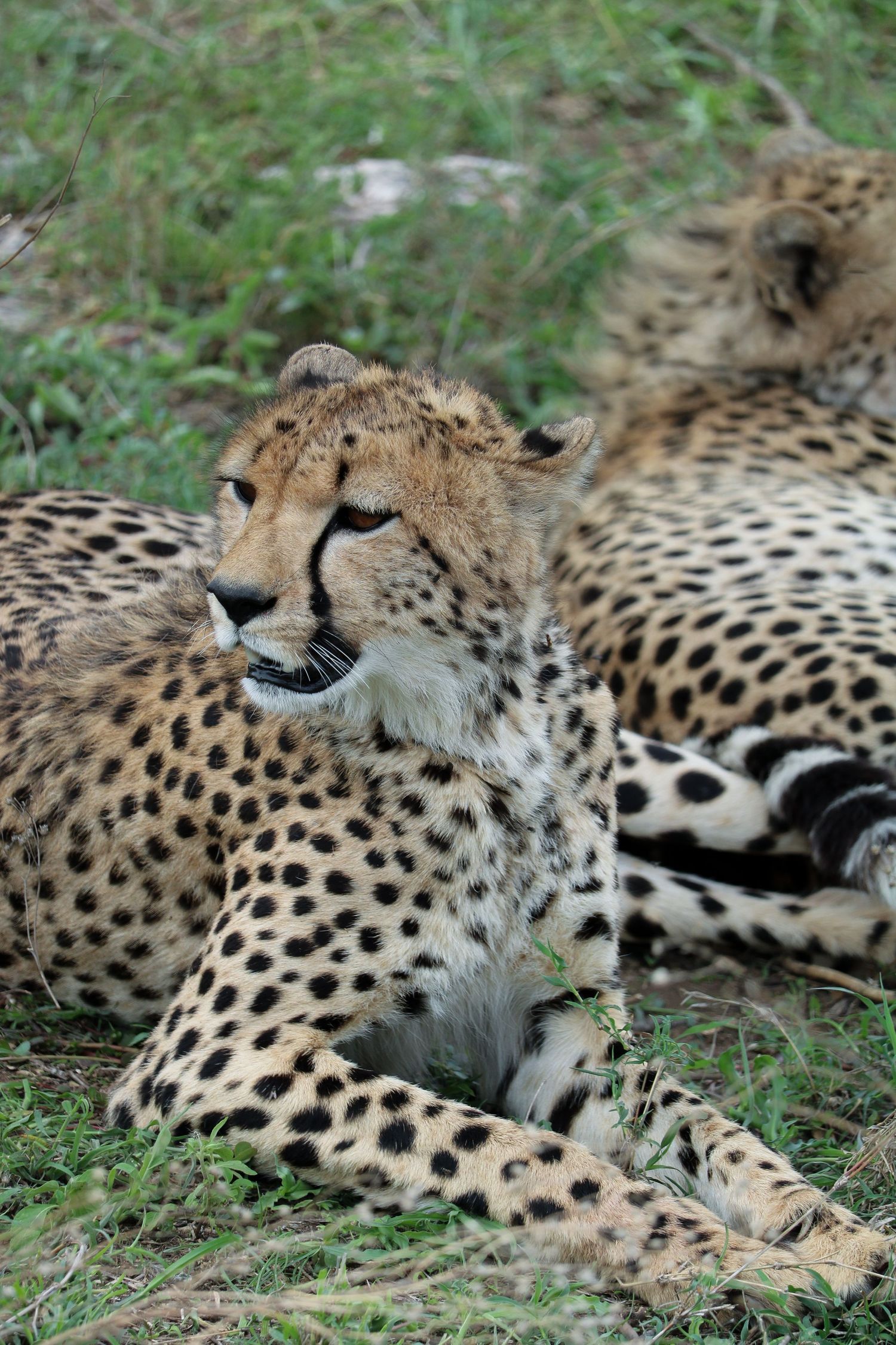 Cheetah of the Serengeti 2