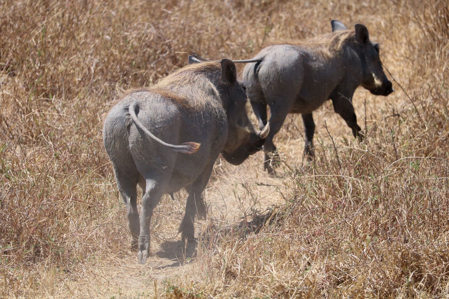 Warthogs 2