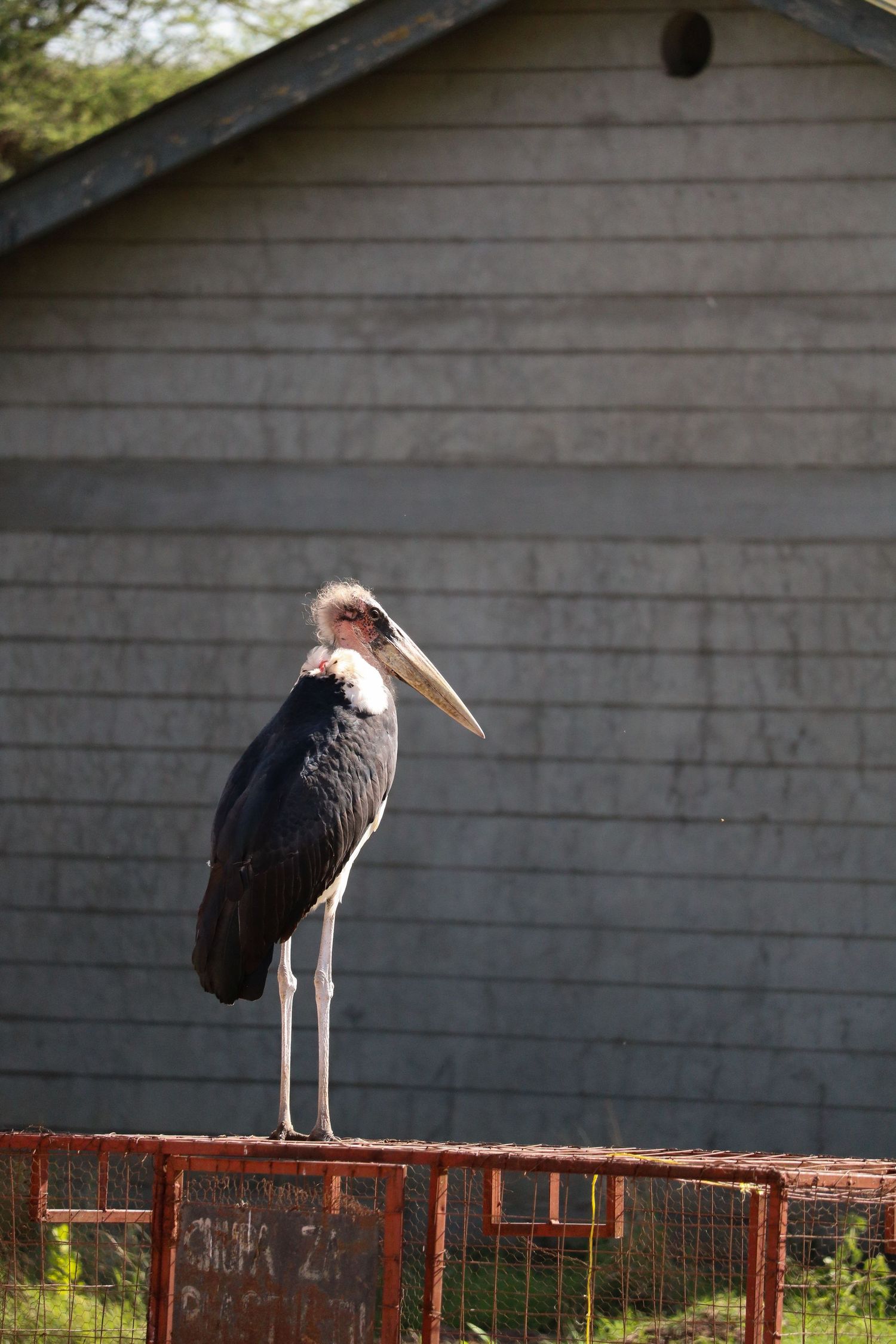 Marabou Stork
