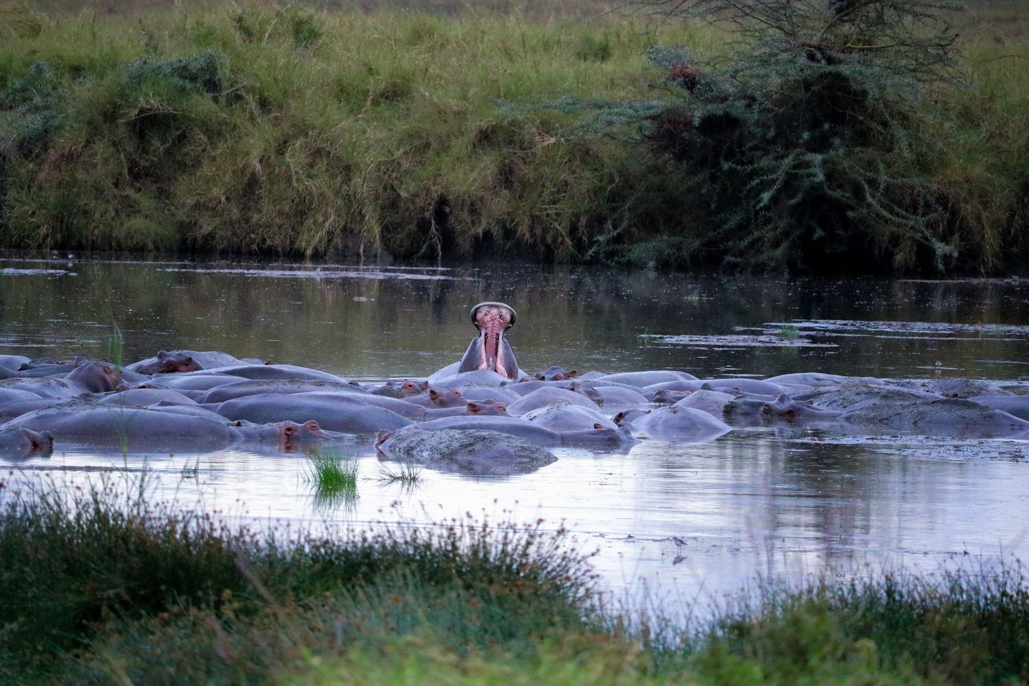 Hungry, hungry hippos