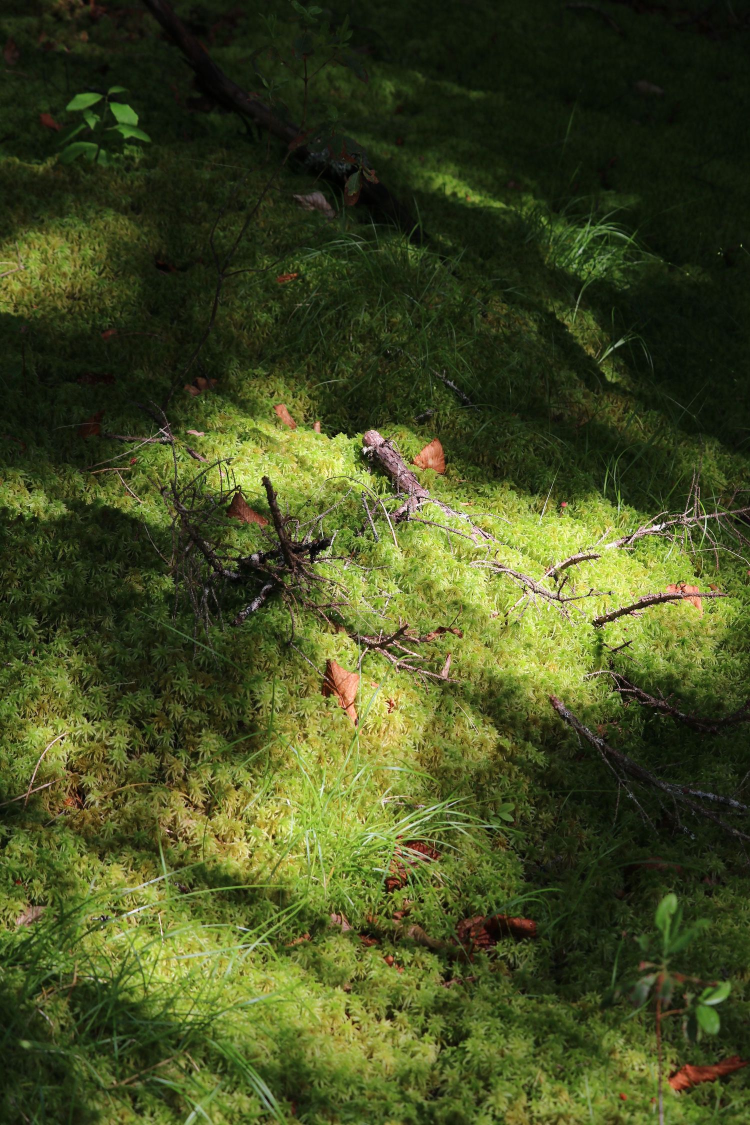 Light of the forest