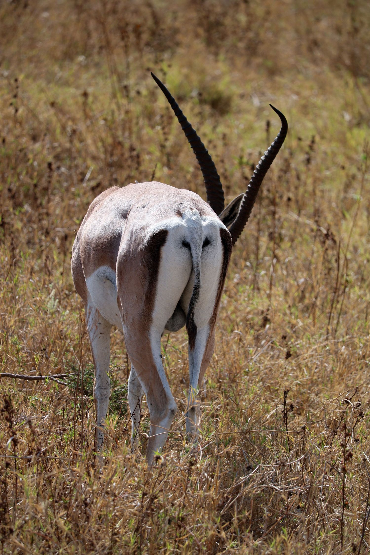 Antelope grazing in Ngorongoro Crater